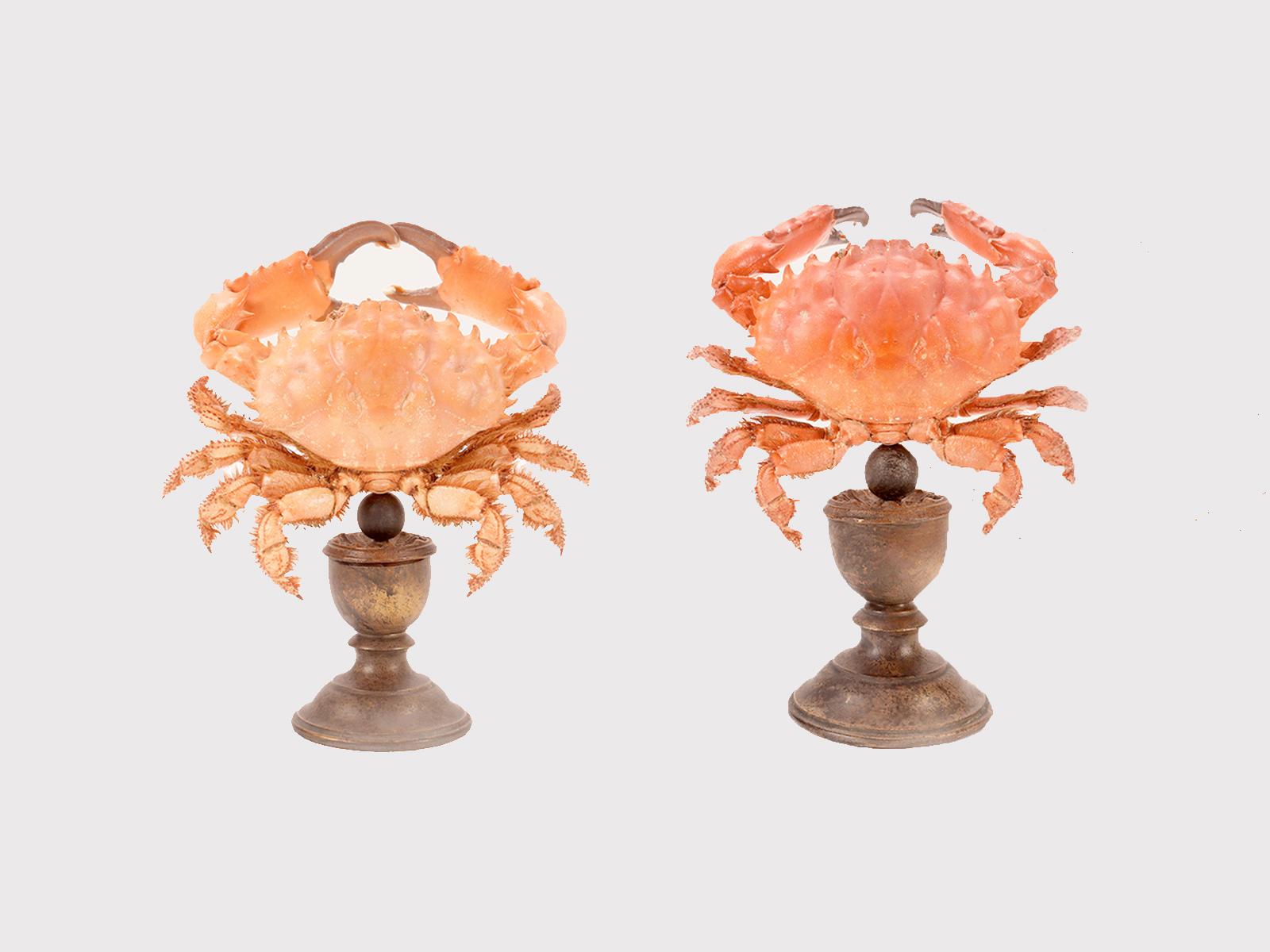 Marine specimen: a pair of crabs, Italy 1870.  For Sale 4