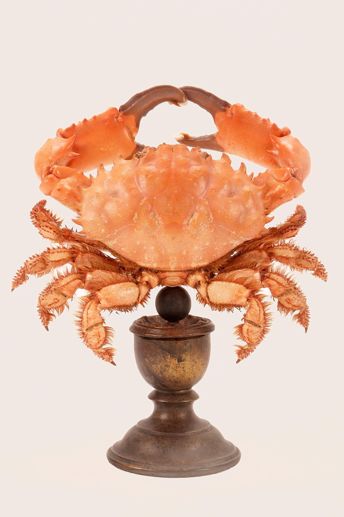 Ein Paar Meereskrabben. Das Exemplar, Splendid Round Red Crab (Etisus Splendidus), steht auf einem vasenförmigen, braun lackierten Holzsockel. Italien, Ende des 19. Jahrhunderts. (Auch separat erhältlich)