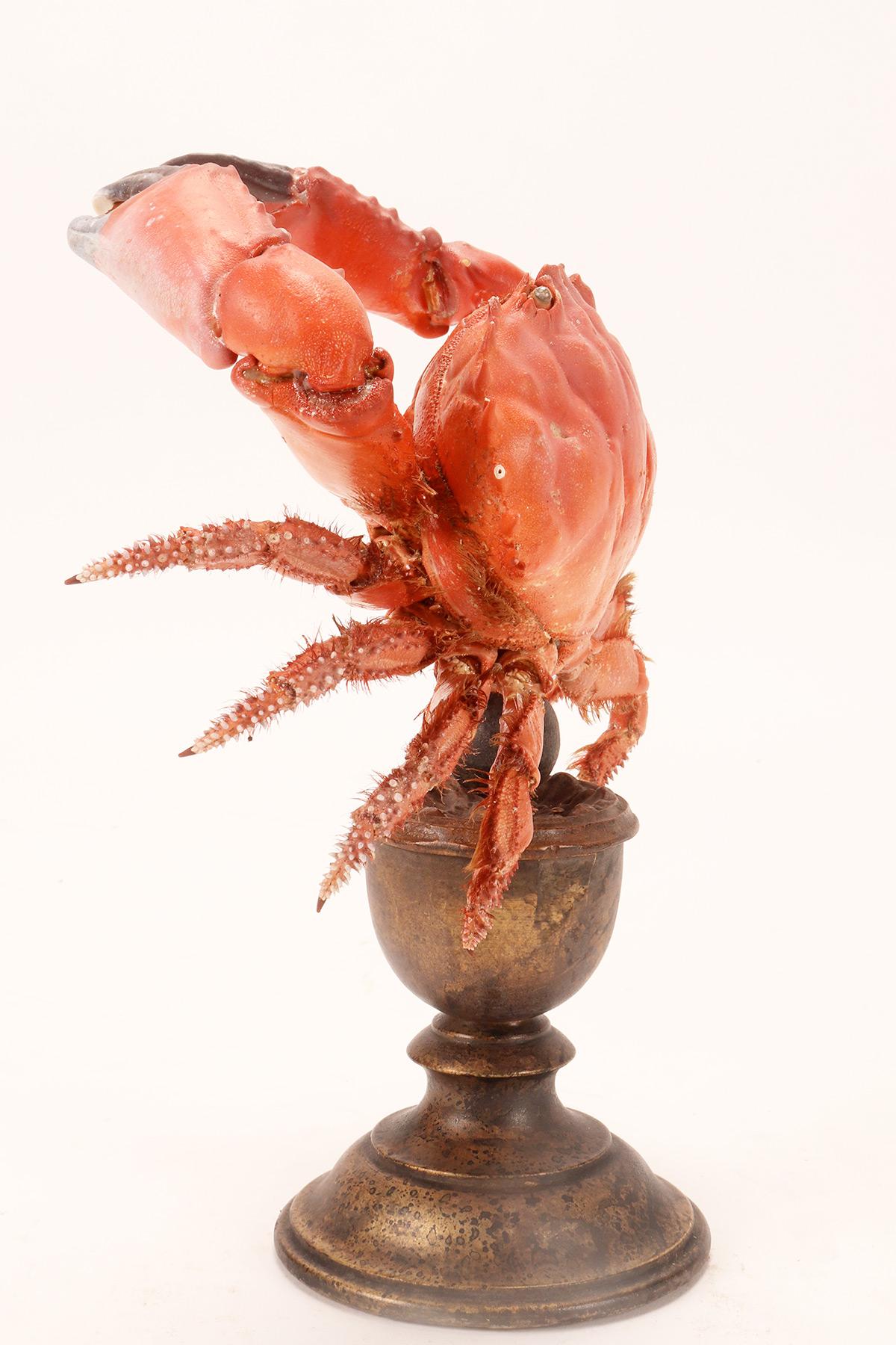 Italian Marine specimen: a pair of crabs, Italy 1870.  For Sale