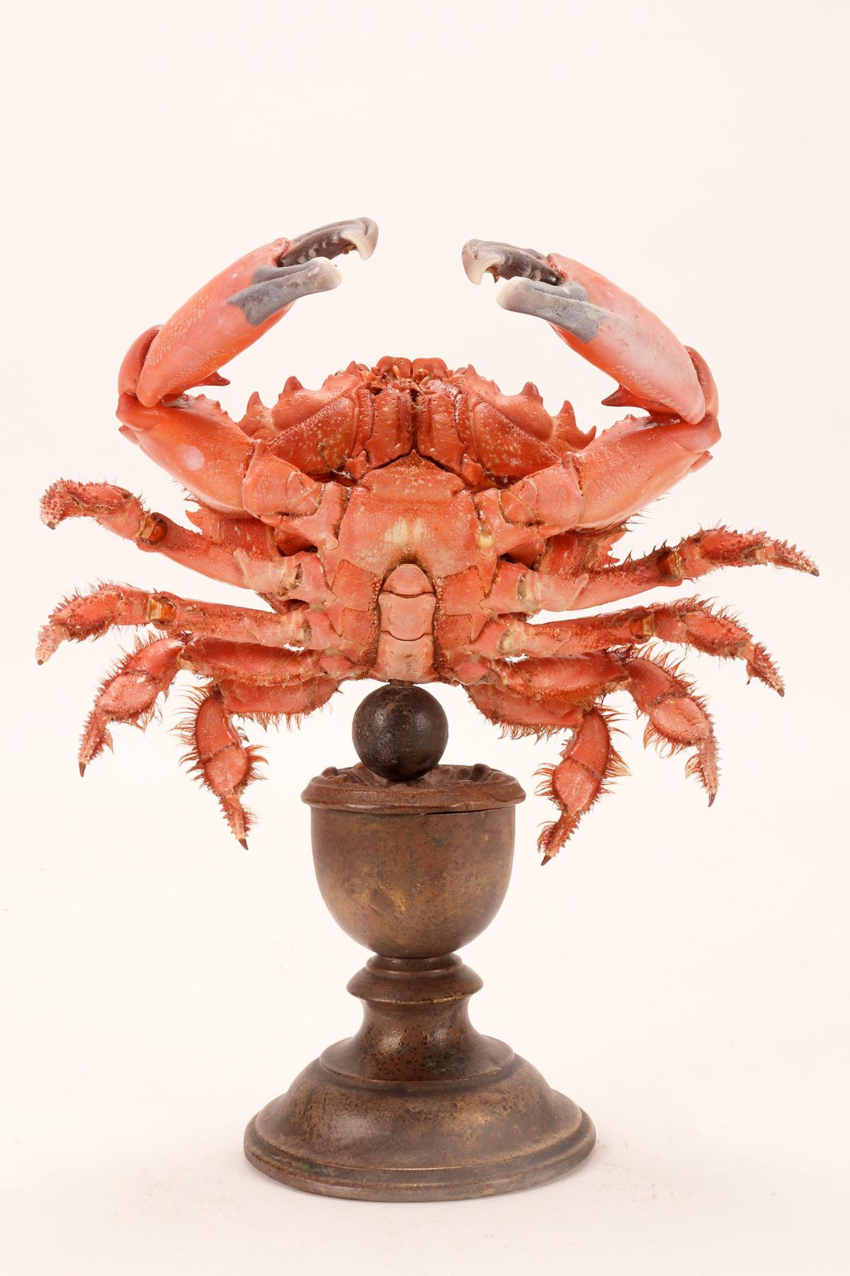 Marine specimen: a pair of crabs, Italy 1870.  In Good Condition For Sale In Milan, IT