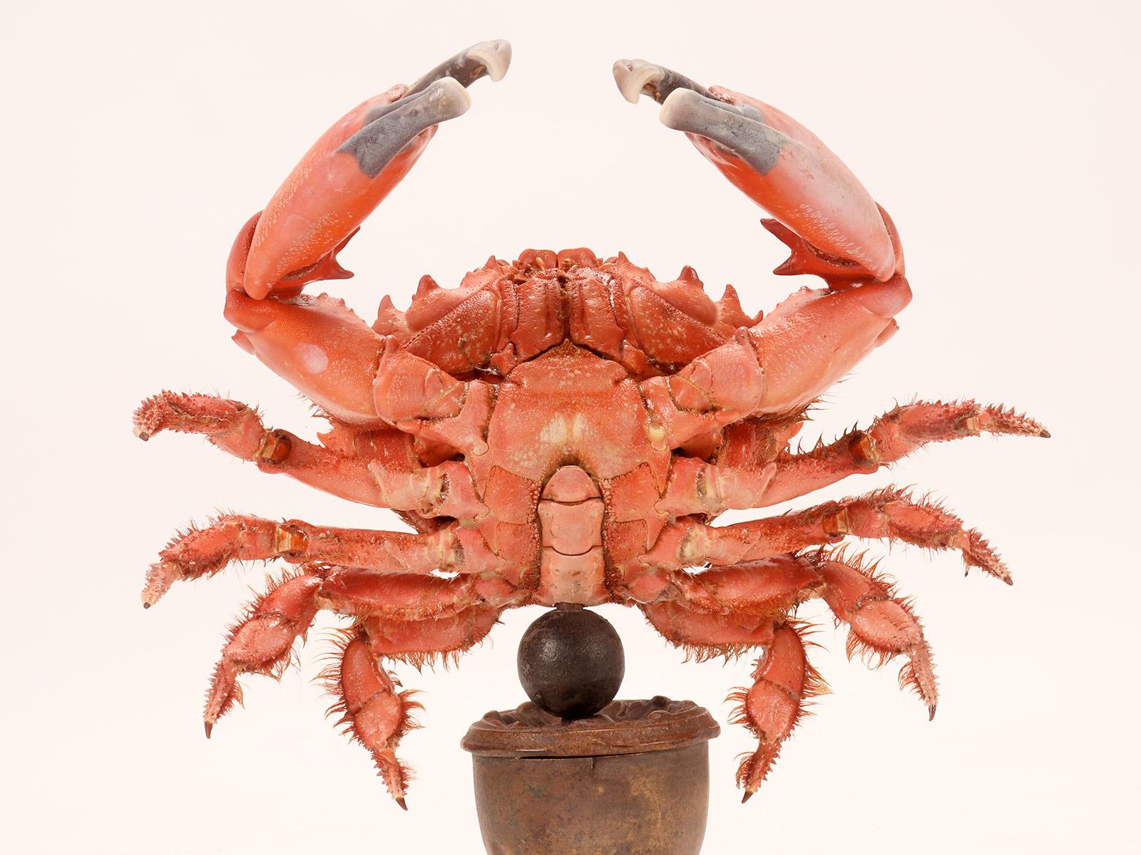 Marine specimen: a pair of crabs, Italy 1870.  For Sale 1