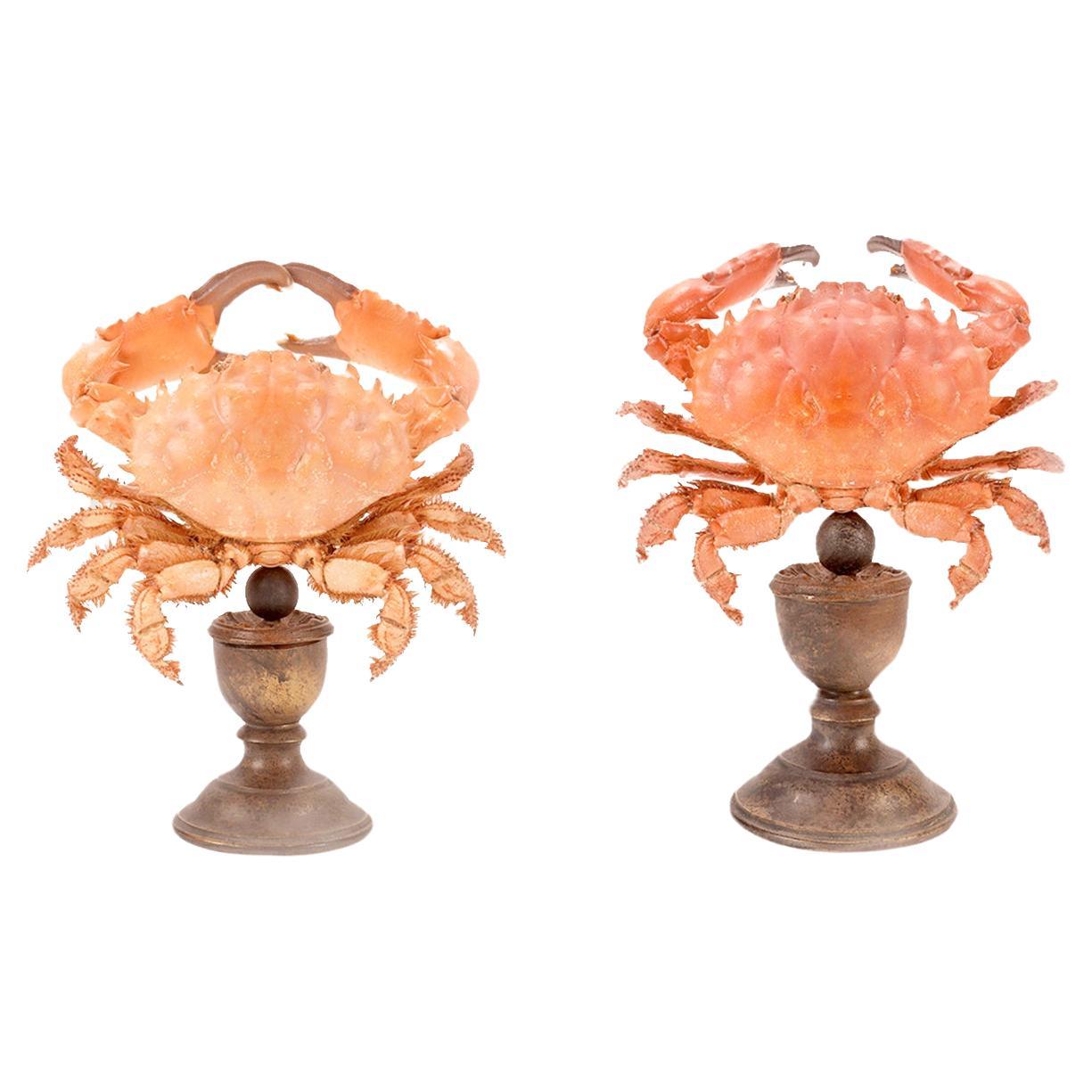 Marine specimen: a pair of crabs, Italy 1870.  For Sale