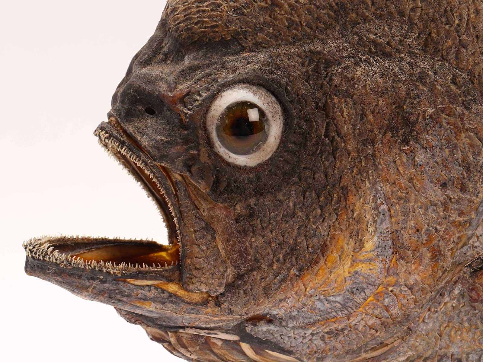 Taxidermy marine natural Wunderkammer specimen, embalmed sickle pomfret (Taractichthys Steinda Cheri). The Specimen is stuffed and mounted over a brass base. Sulfur glass eyes, Italy, circa 1880.