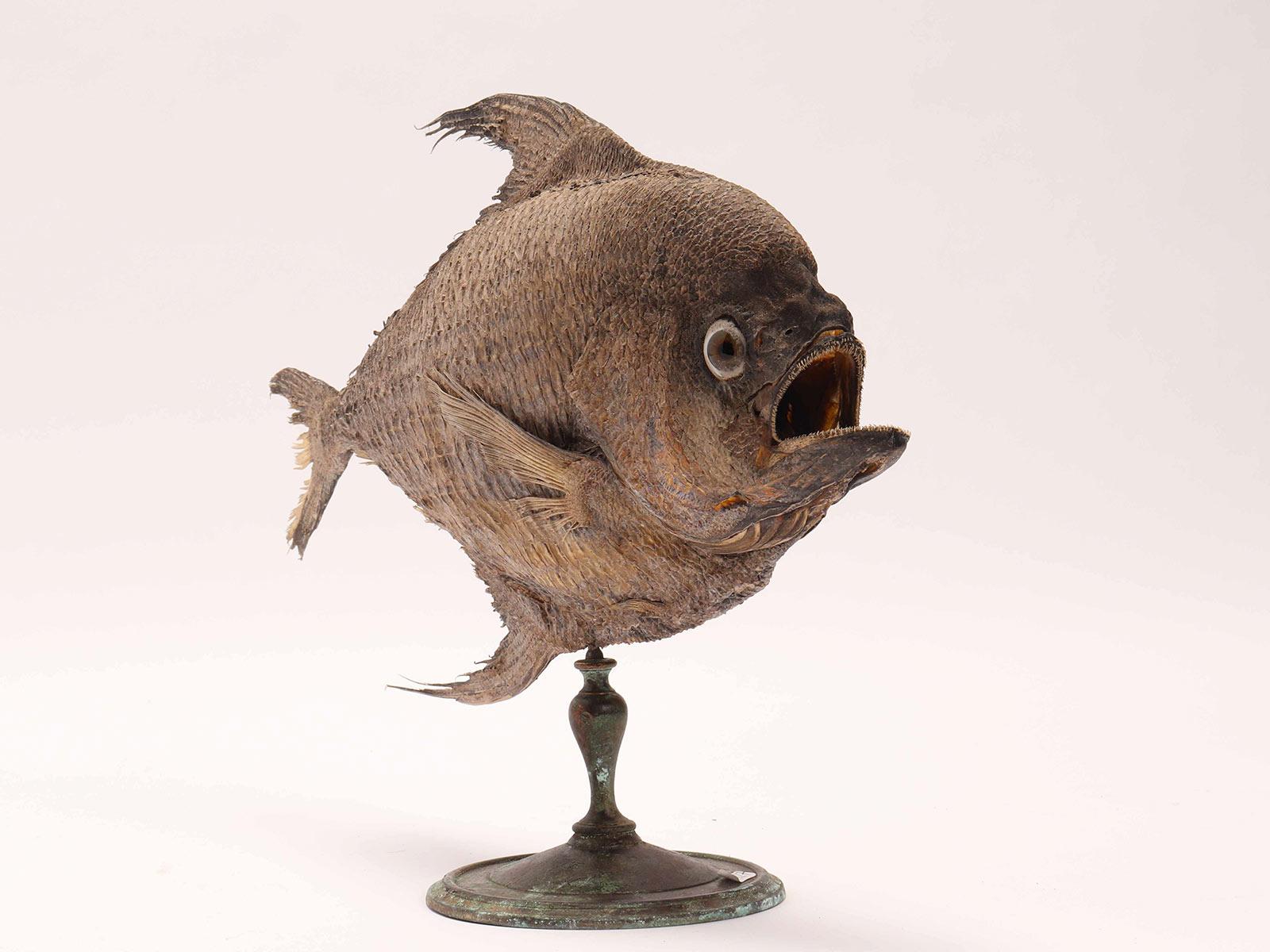 Marine Specimen, a taxidermy Sickle Pomfret, Italy, 1880 In Excellent Condition In Milan, IT