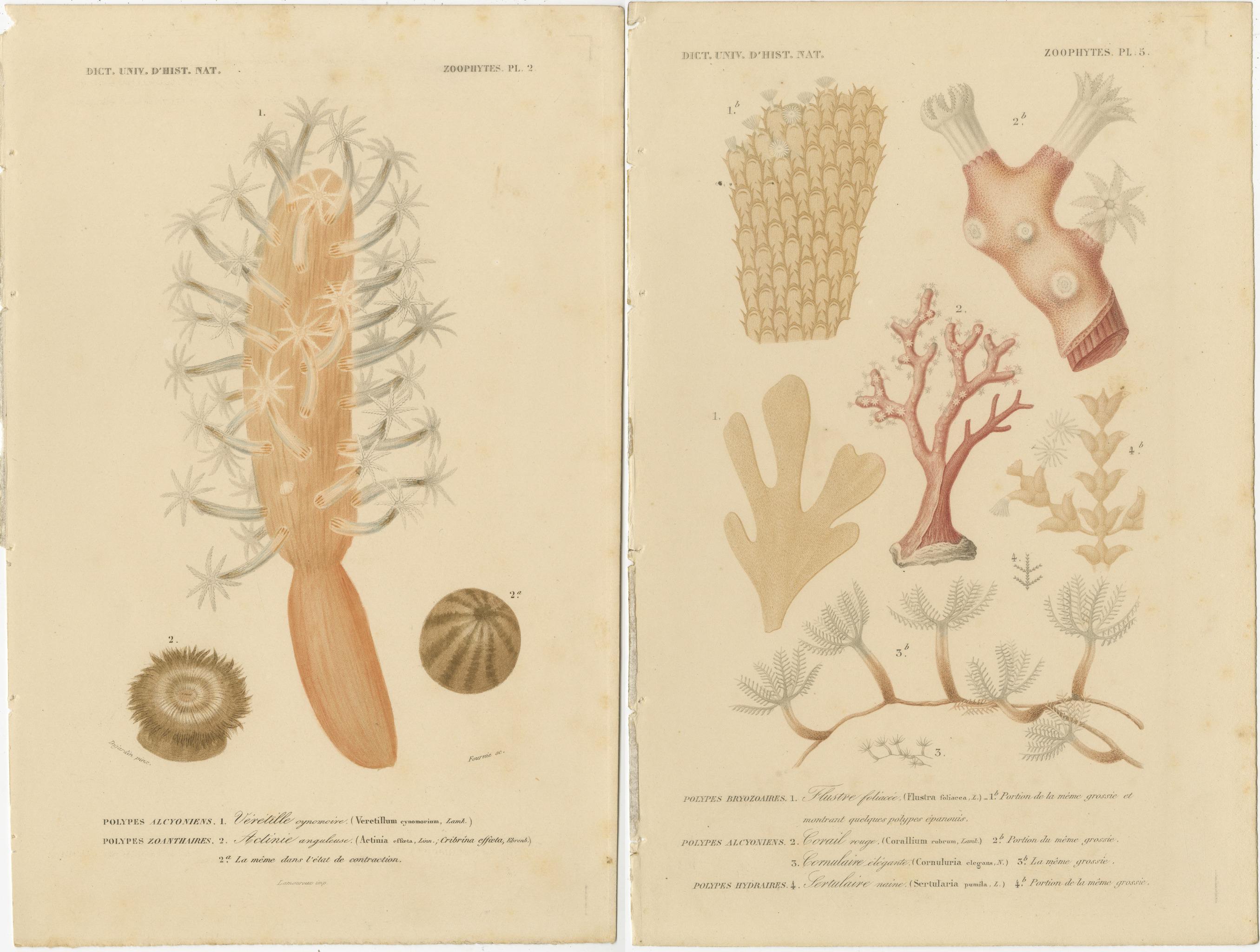 Milieu du XIXe siècle Splendor de la marine : zoophytes colorés à la main du 19e siècle en vente