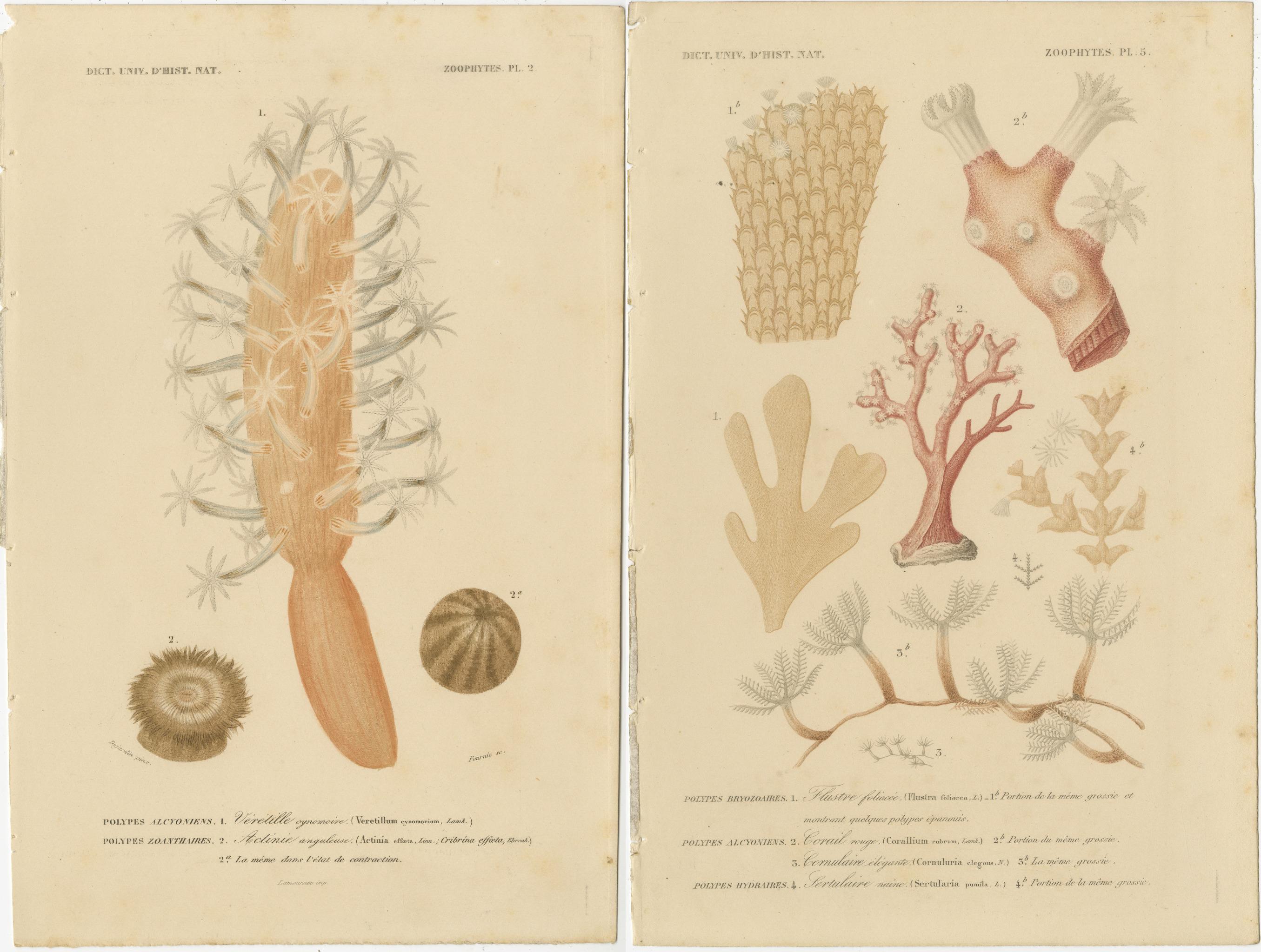 Marine Splendor: Handkolorierte Zoophyte des 19. Jahrhunderts (Mittleres 19. Jahrhundert) im Angebot
