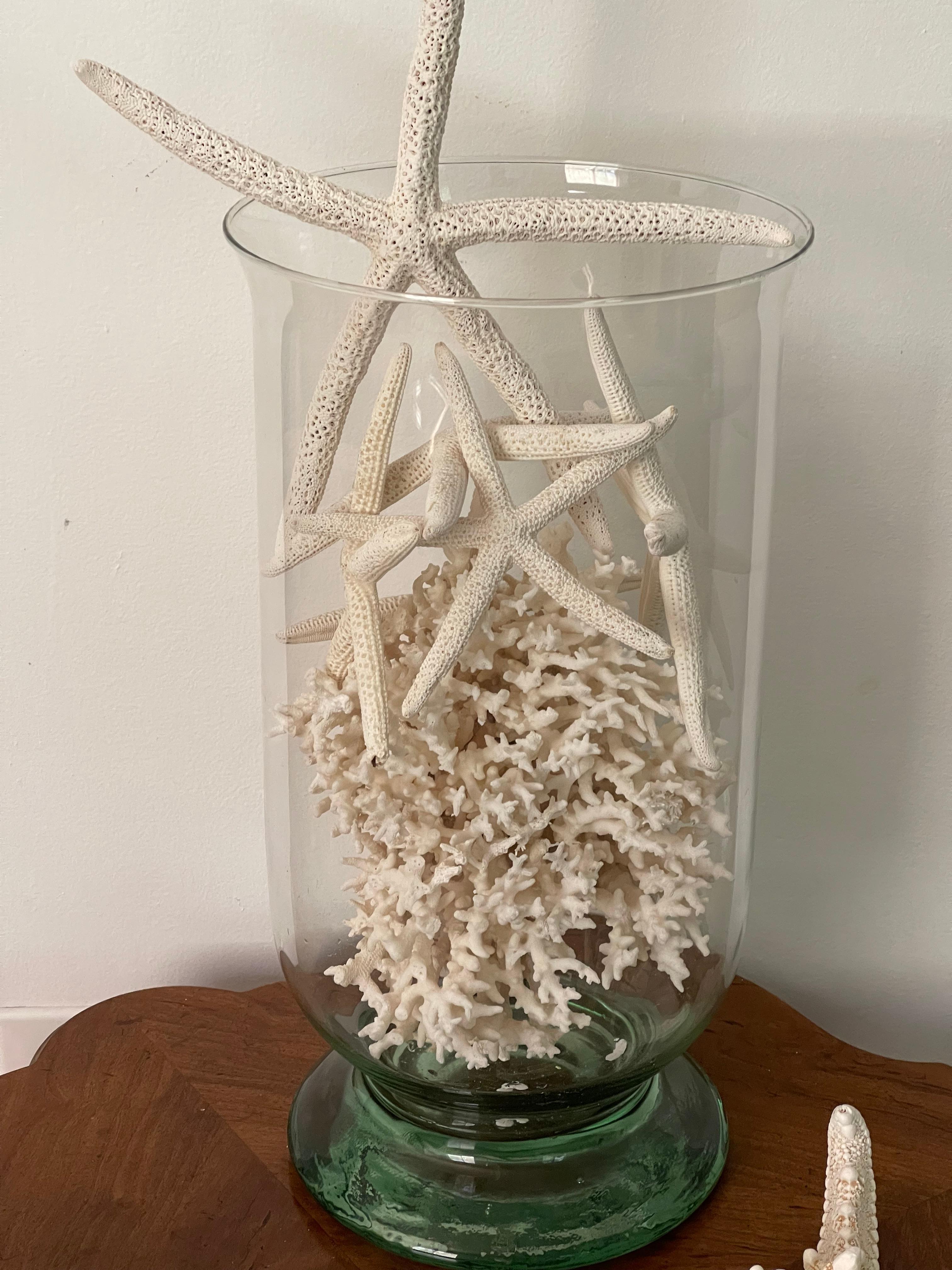 Organico moderno Tassidermia marina Stelle di corallo e conchiglie in una ciotola di vetro soffiato in vendita