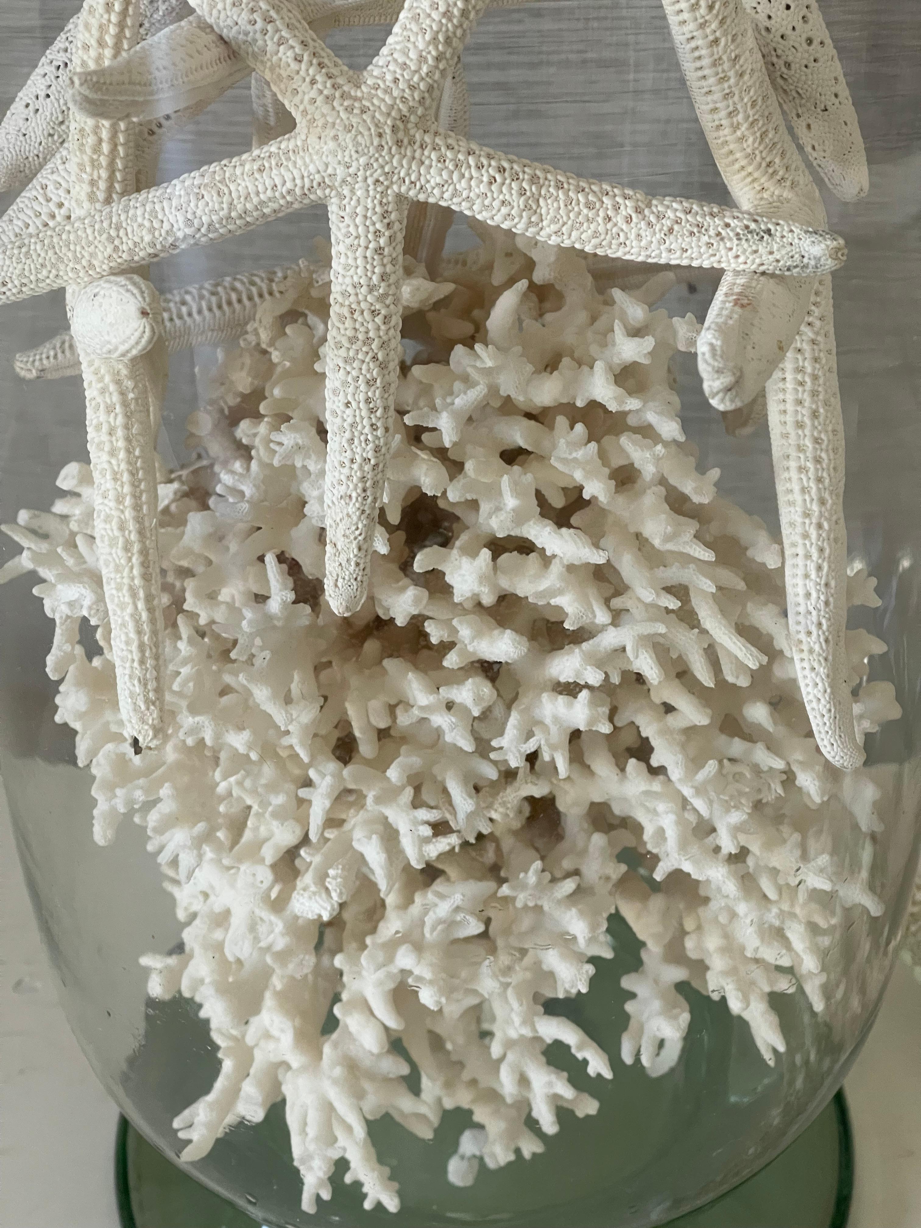 Metà XX secolo Tassidermia marina Stelle di corallo e conchiglie in una ciotola di vetro soffiato in vendita