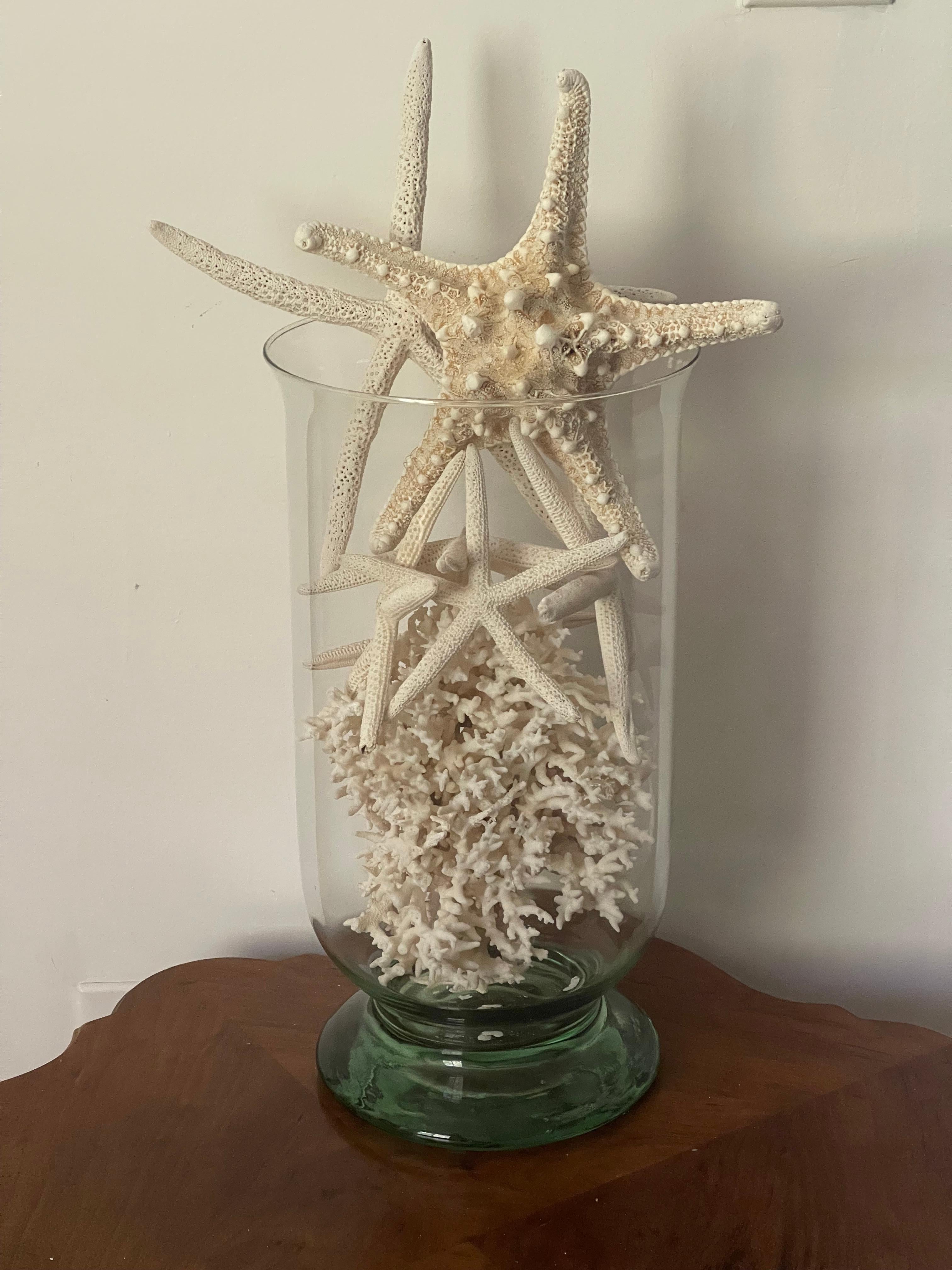 Tassidermia di vita marina, nido di uccelli e corallo, in un vaso in vetro soffiato vintage di 9