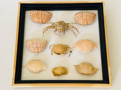 Marine Taxidermy Seaworld Crab Shells Collection