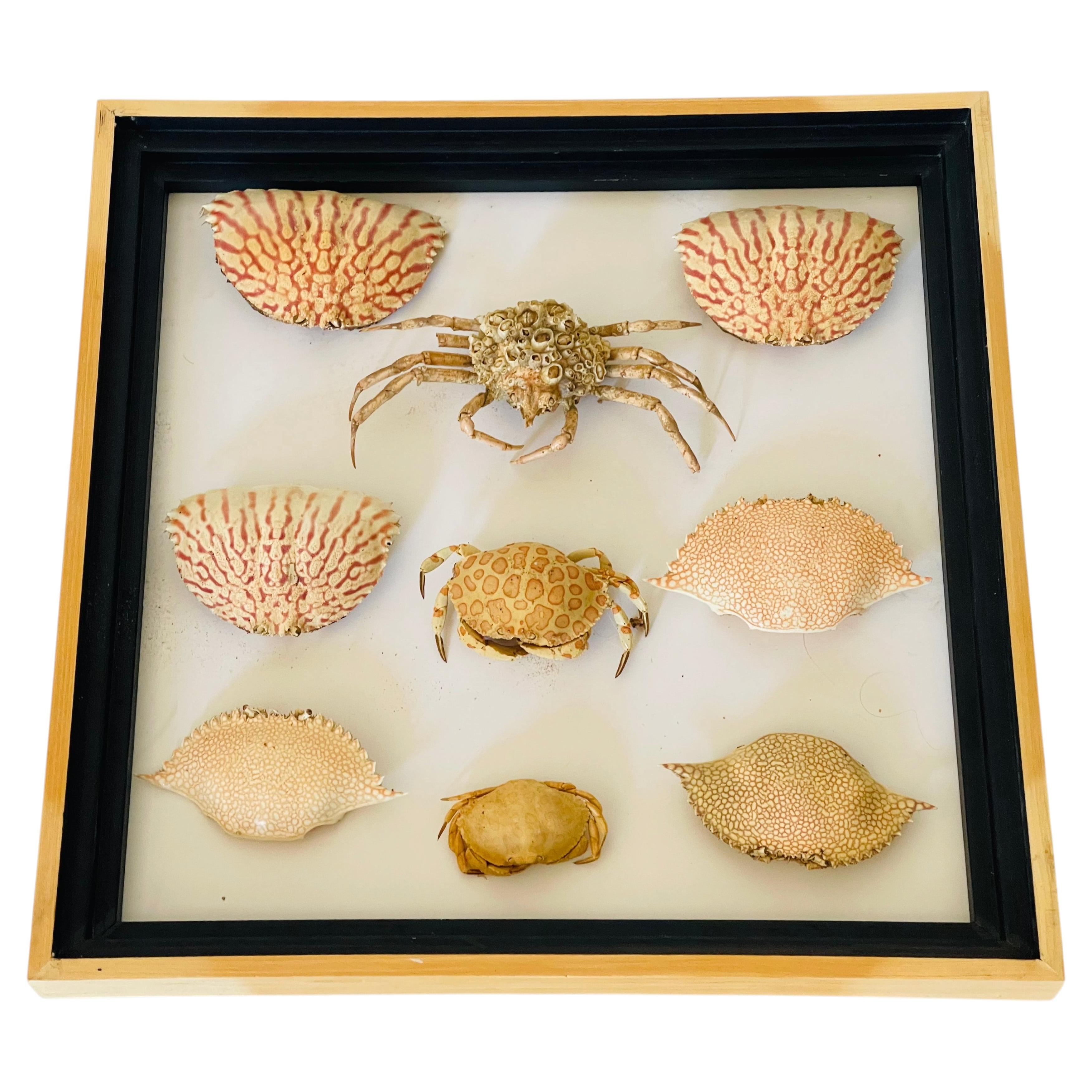 Marine Taxidermy Seaworld Crab Shells Collection
