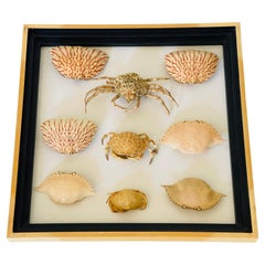 Marine Taxidermy Seaworld Crab Shells Collection