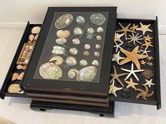 Marin World Sea Shells Collectional in Maitland Smith Display Table
