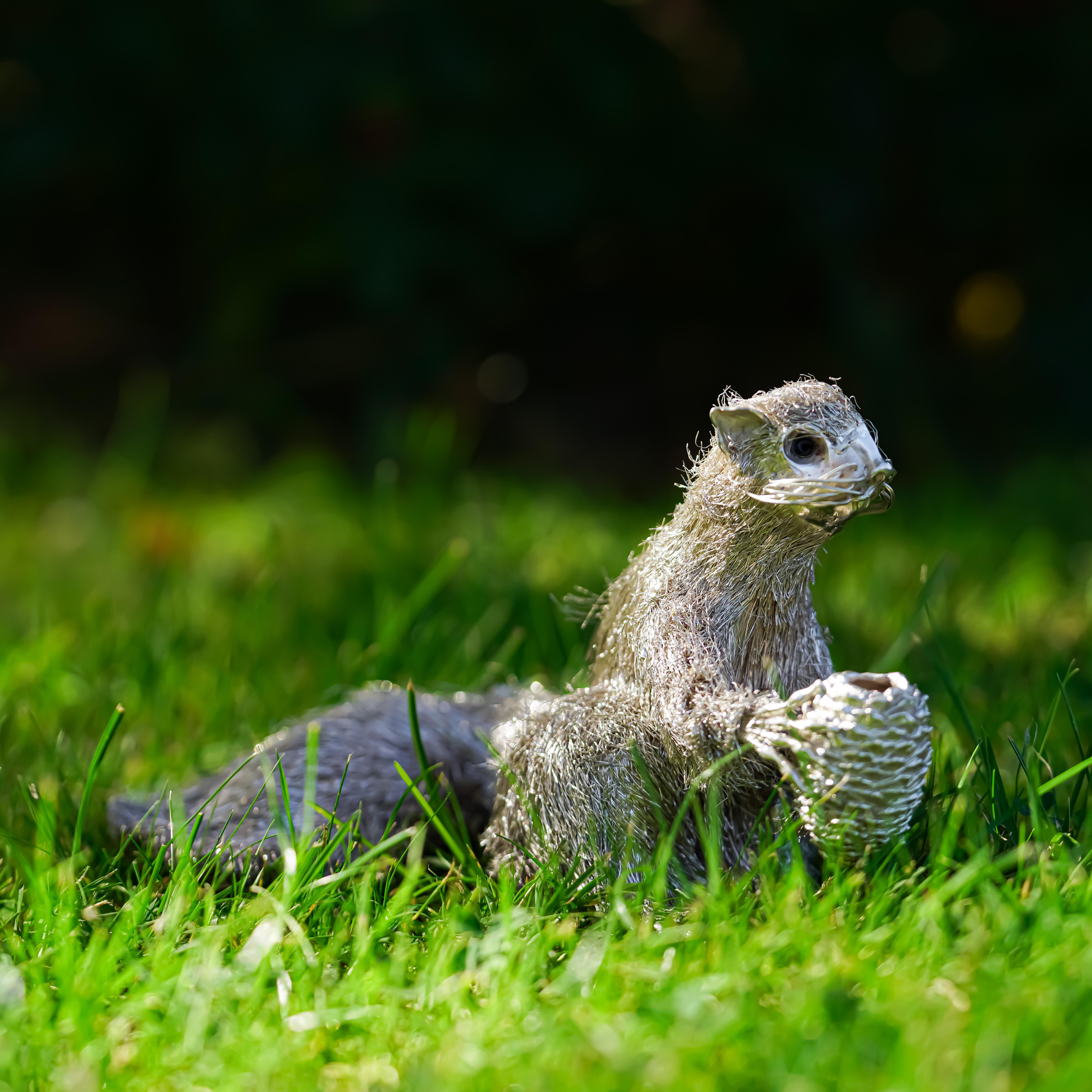 Mario Buccellati's 925 sterling silver figurine of a squirrel
Made in Italy, circa 1950s 
Fully hallmarked.

Mario Buccellati's sterling silver sculpture of a squirrel holding a nut may have many metaphorical connotations depending on the