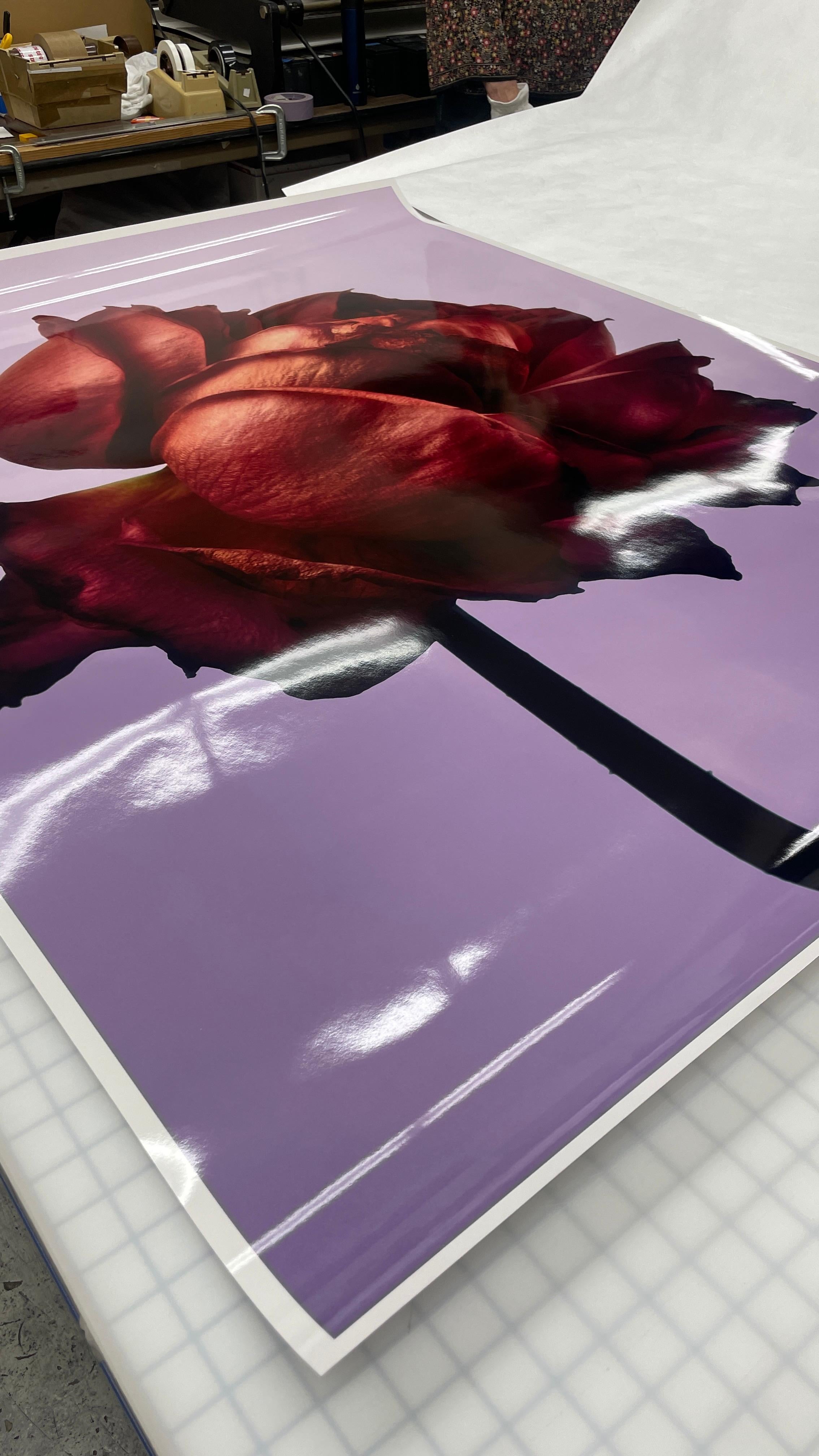 Rose, C-Print edition 5 of 5. - Photograph by Mario Kroes