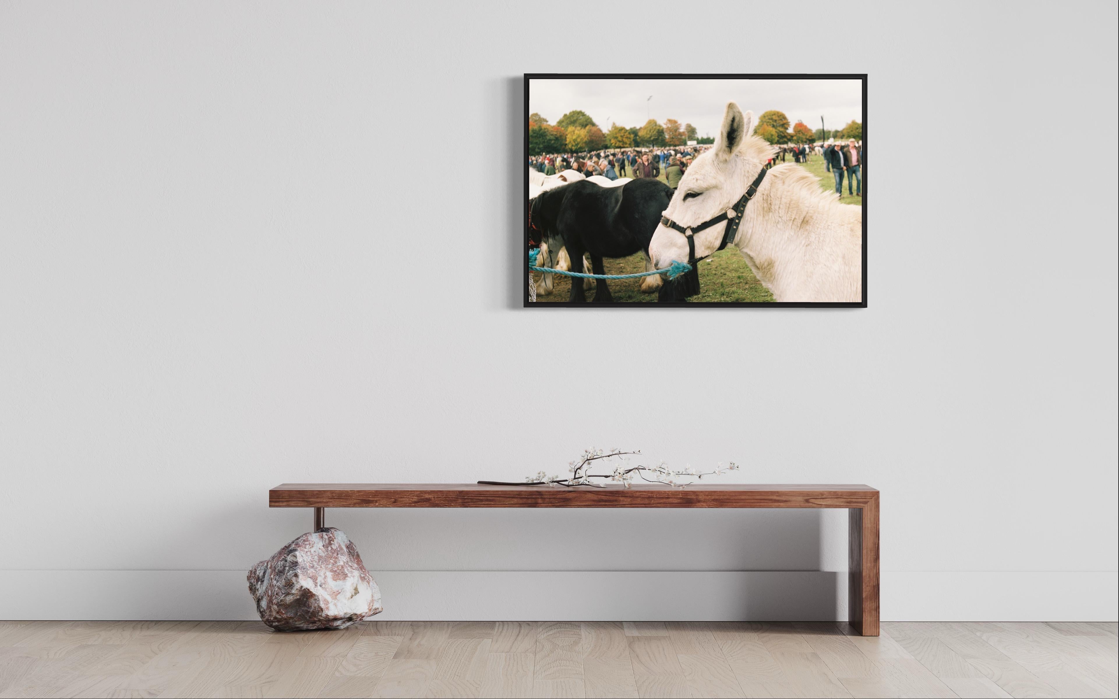 Horses - Ballinasloe Horse Fair, Ireland, 2018 - Print by Marion Bergin