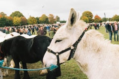 Horses - Ballinasloe Horse Fair, Ireland, 2018