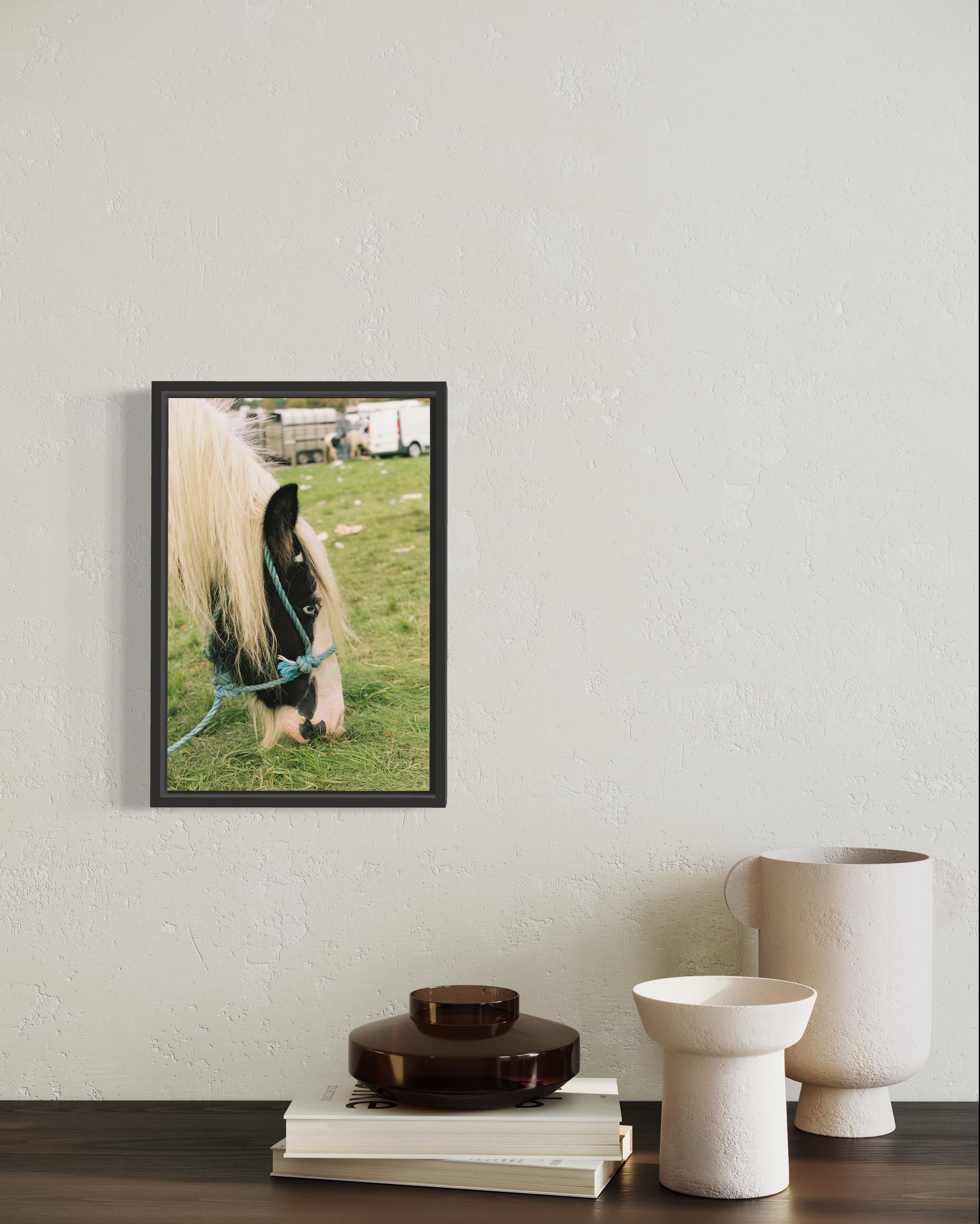 Irish Gypsy Cobb Horse, Ballinasloe Horse Fair, Ireland 2018 - Print by Marion Bergin