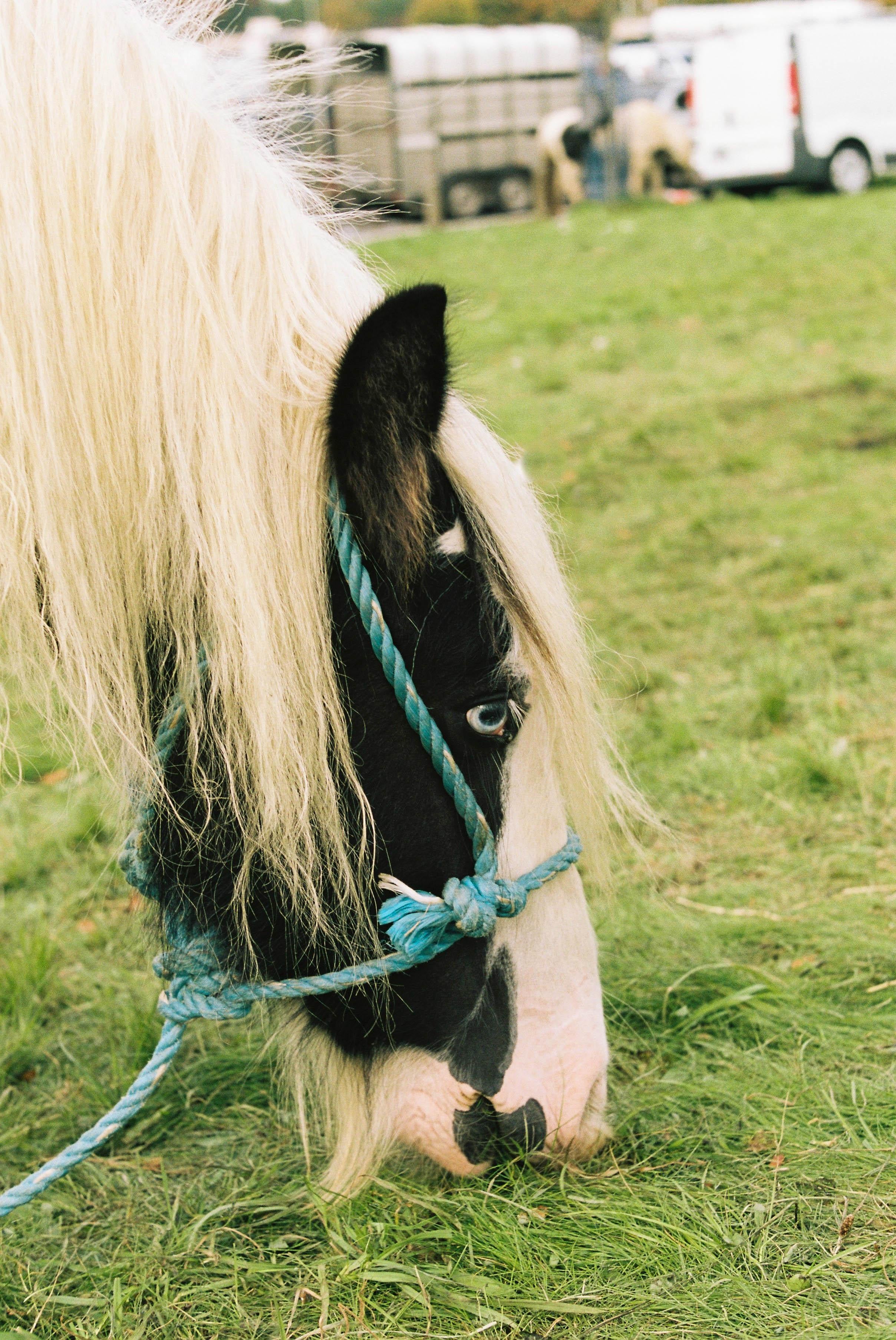 Marion Bergin Animal Print - Irish Gypsy Cobb Horse, Ballinasloe Horse Fair, Ireland 2018