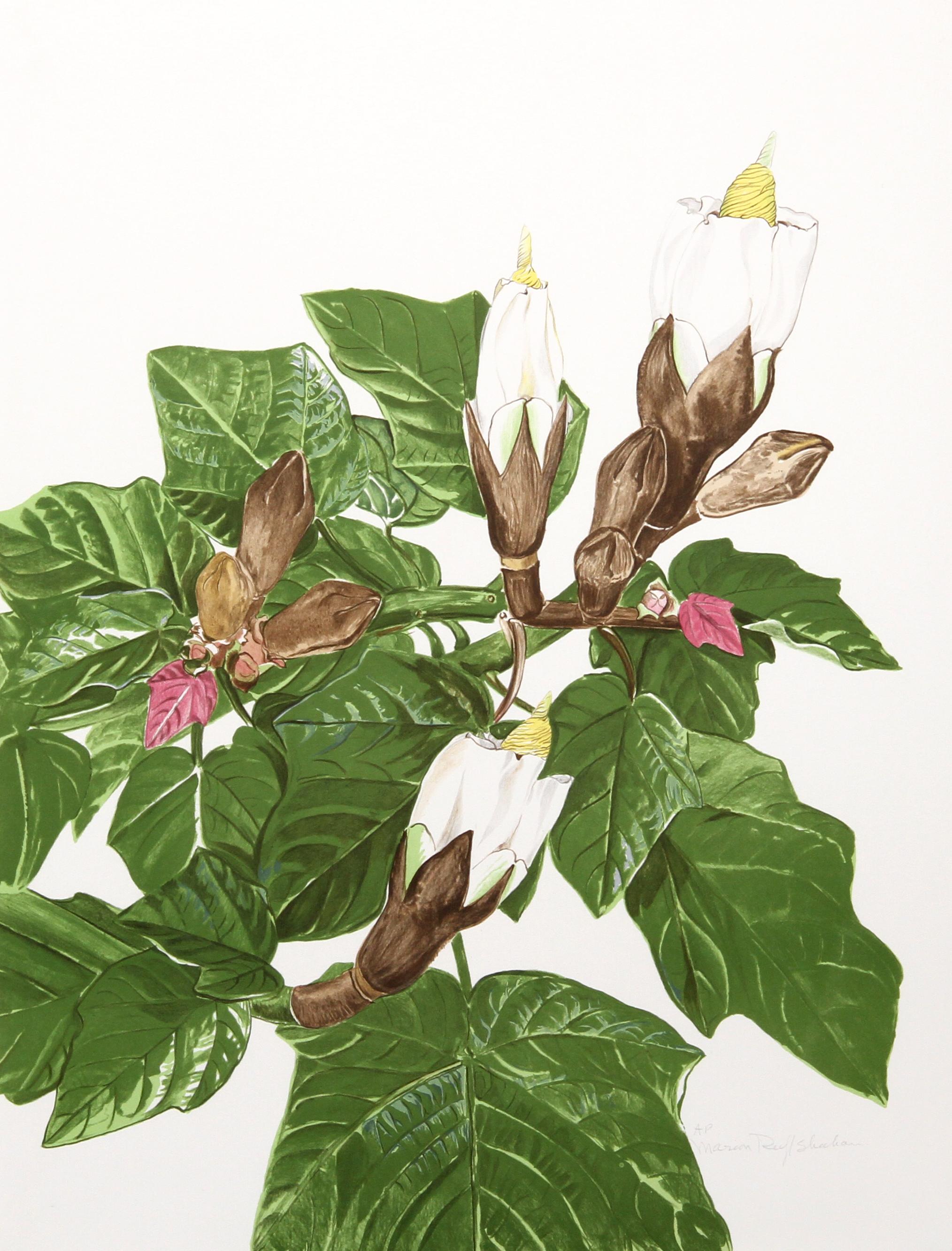 African Tulip Tree, Lithograph by Marion Sheehan For Sale 2