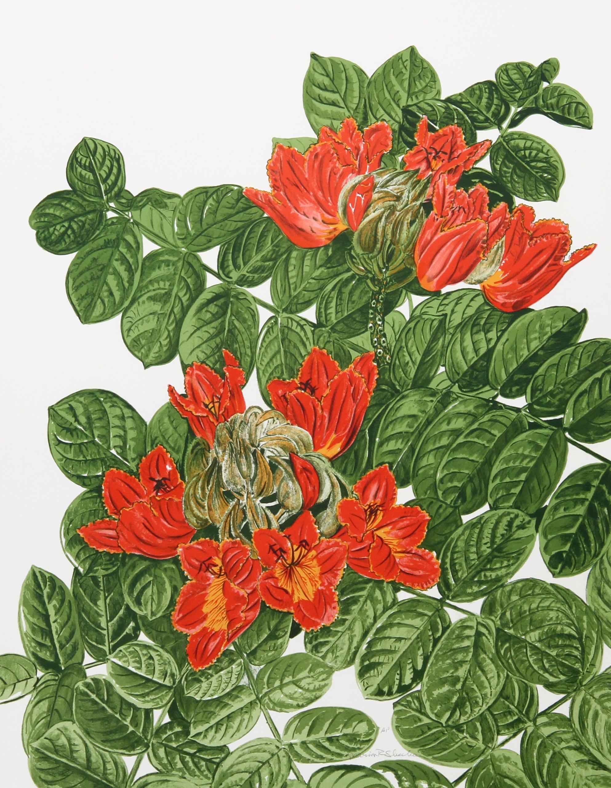 African Tulip Tree
Marion Sheehan. American
Date: 1979
Lithograph, signed and numbered in pencil
Edition of 250, AP
Size: 27 in. x 21 in. (68.58 cm x 53.34 cm)