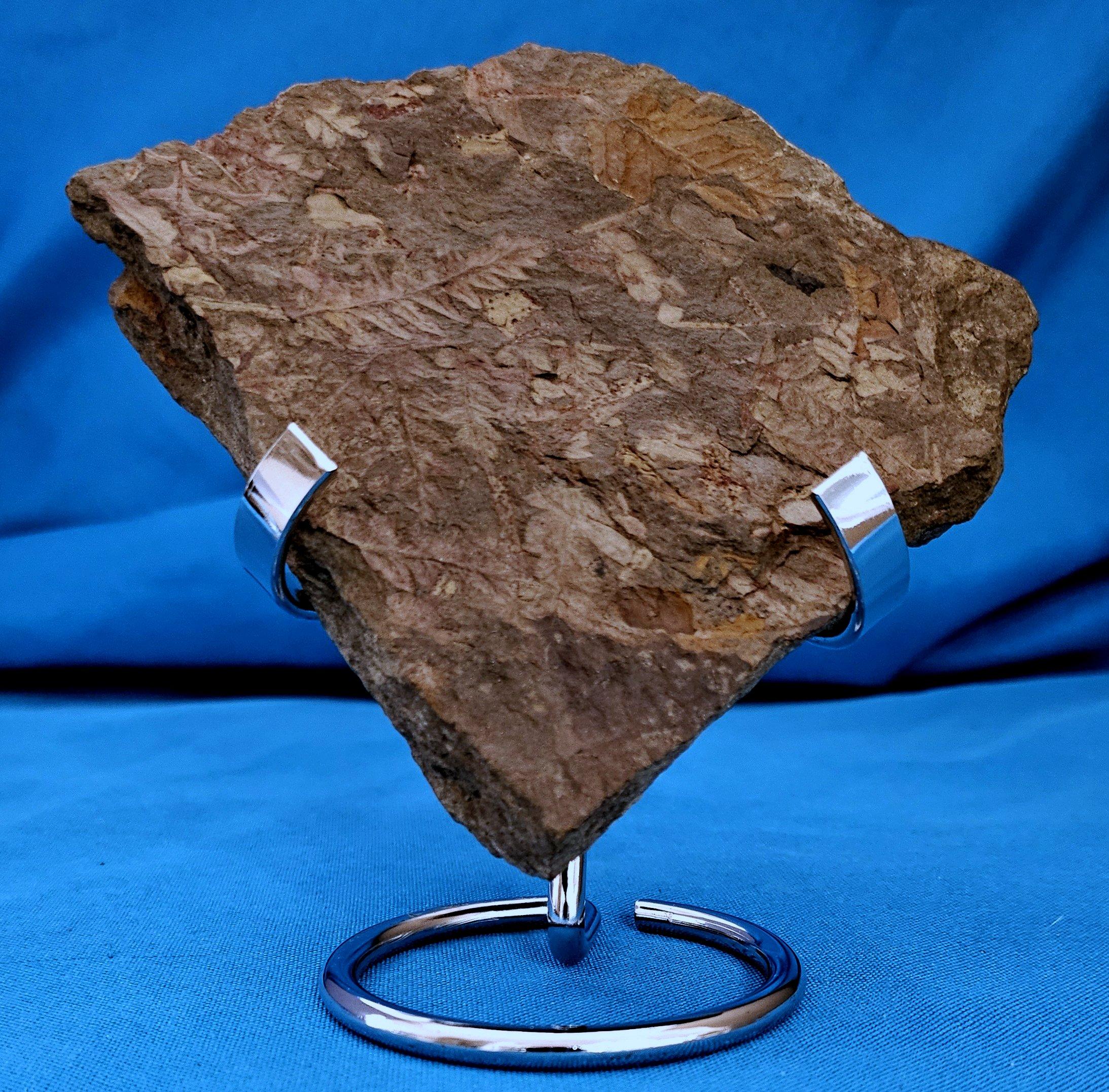 Spécimen de fougère arborescente naturelle Mariopteris Specimen, 300+ millions d'années en vente 2