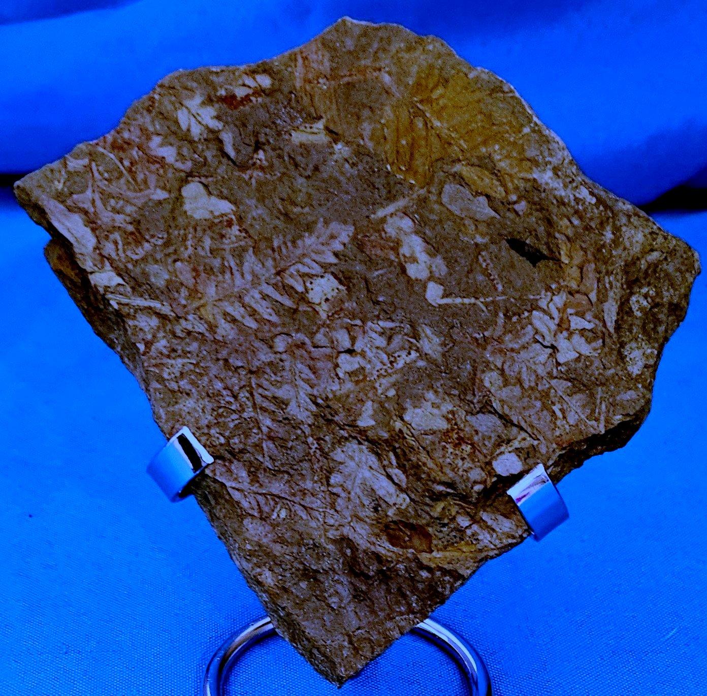 Spécimen de fougère arborescente naturelle Mariopteris Specimen, 300+ millions d'années en vente 3