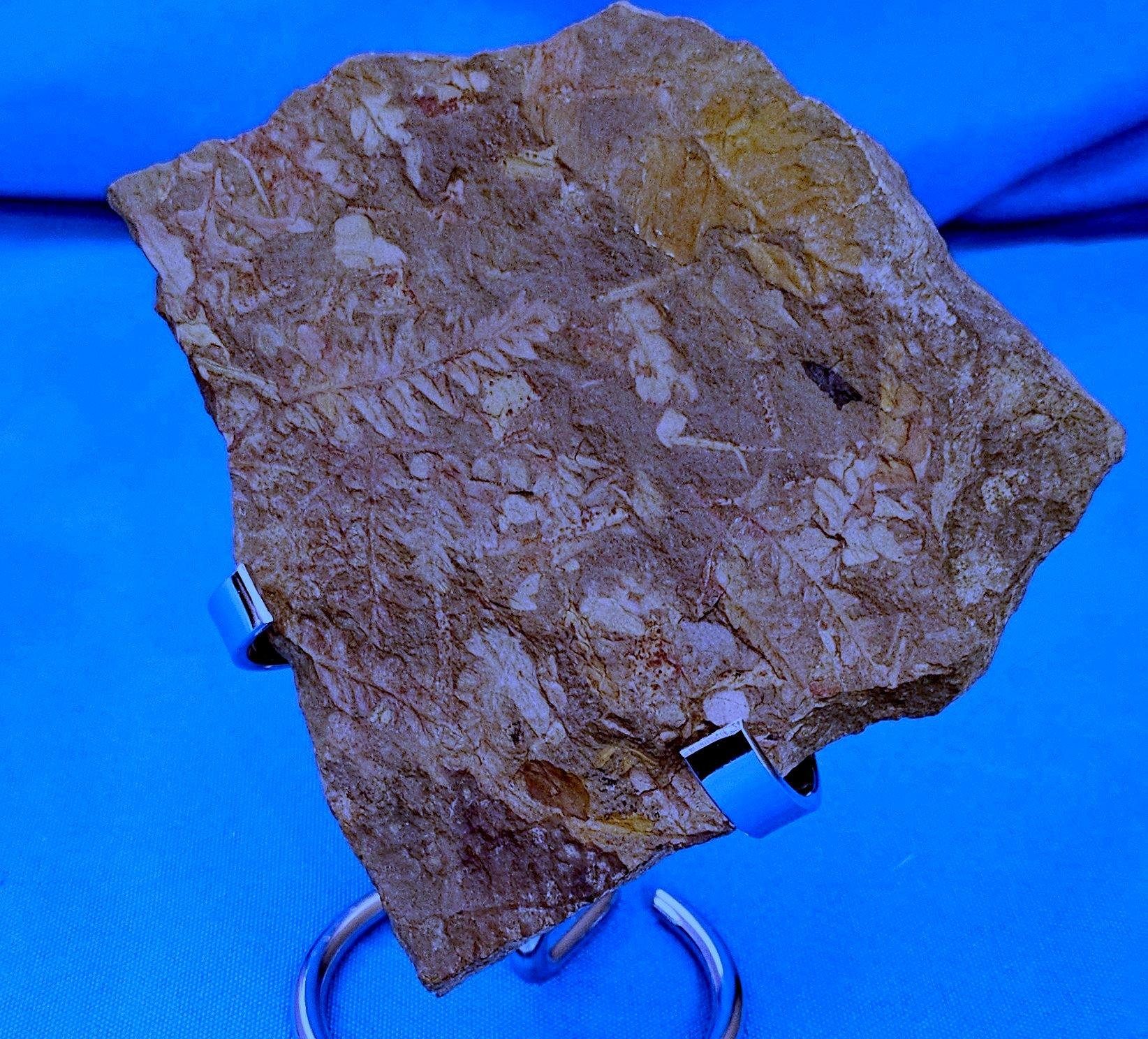 Spécimen de fougère arborescente naturelle Mariopteris Specimen, 300+ millions d'années en vente 4