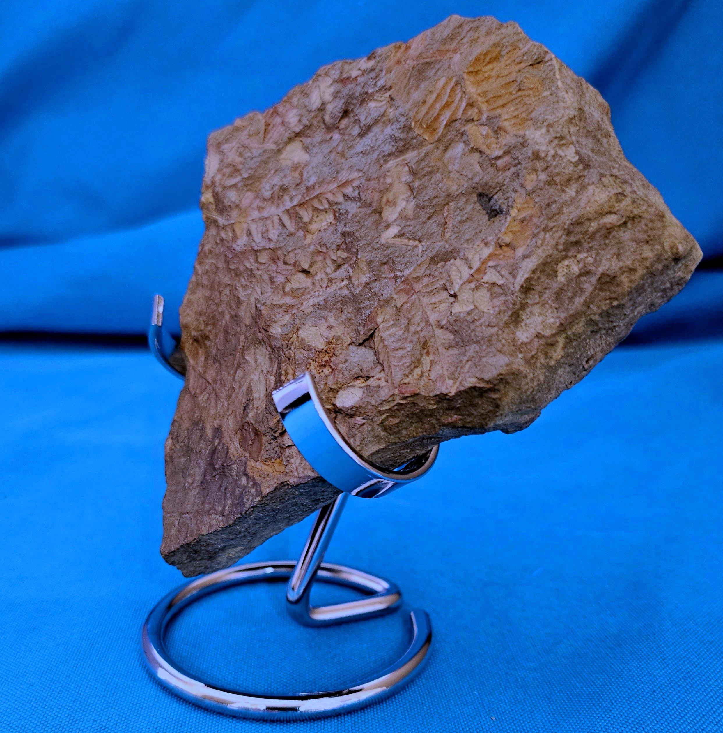 Spécimen de fougère arborescente naturelle Mariopteris Specimen, 300+ millions d'années en vente 5