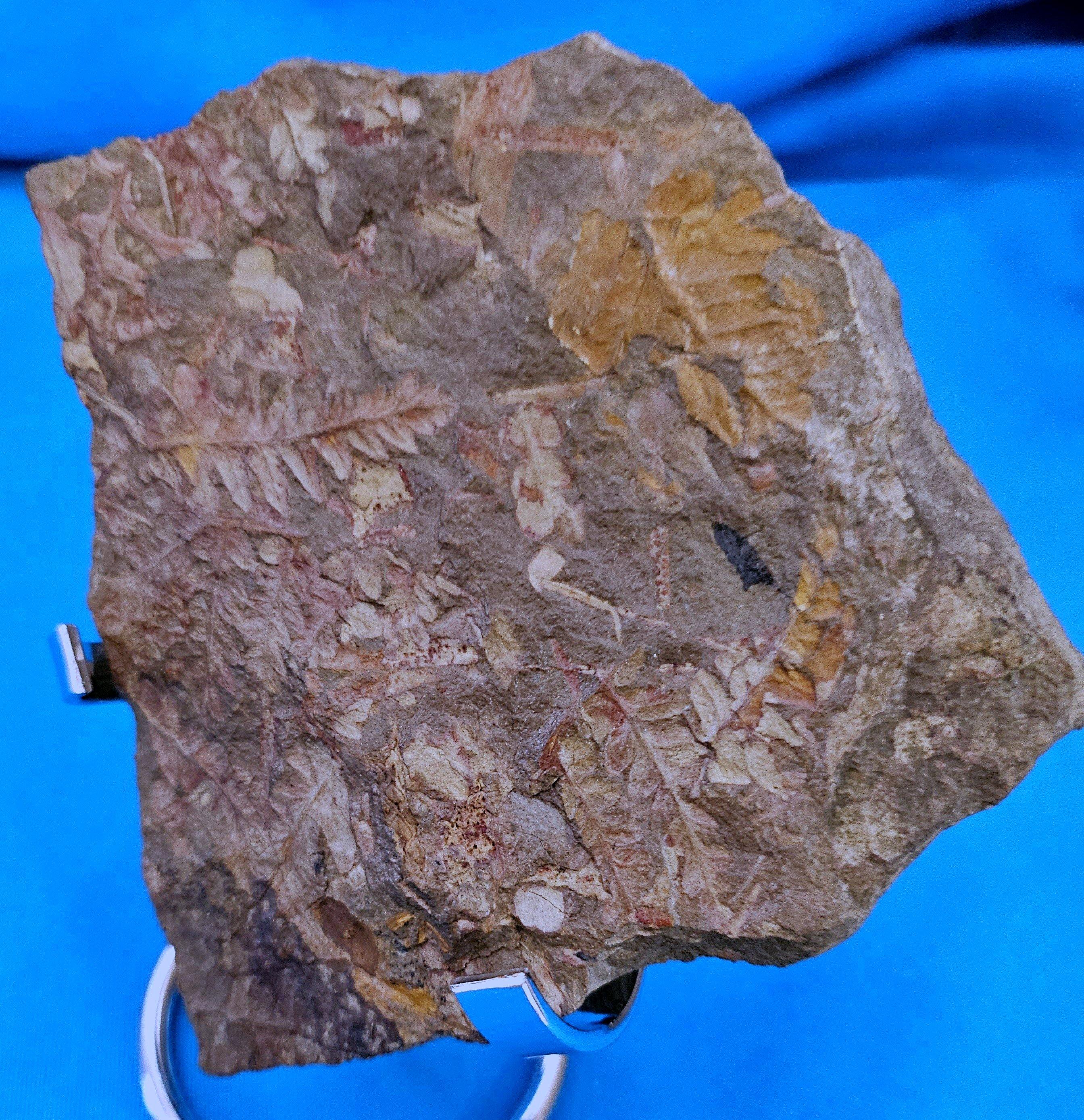 Spécimen de fougère arborescente naturelle Mariopteris Specimen, 300+ millions d'années en vente 6