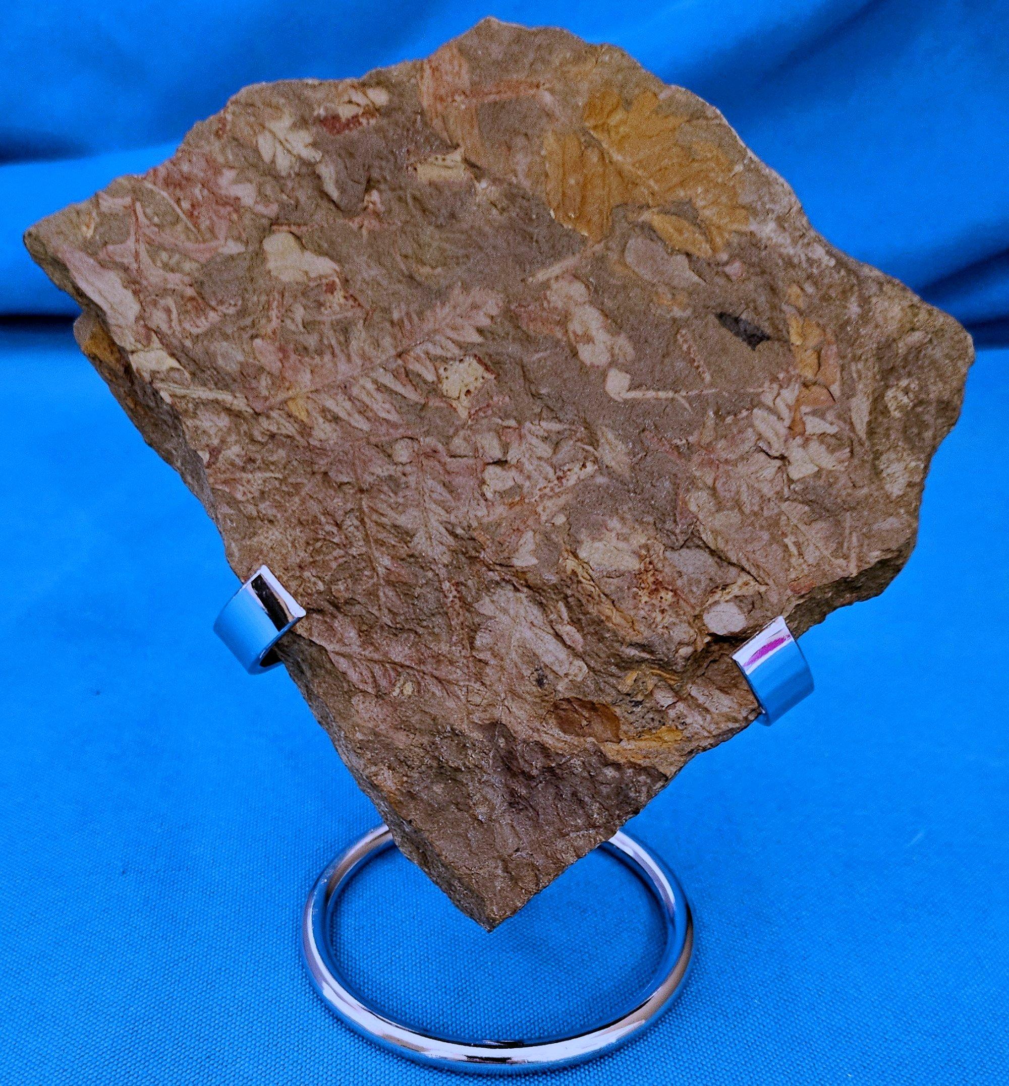 Spécimen de fougère arborescente naturelle Mariopteris Specimen, 300+ millions d'années en vente 7