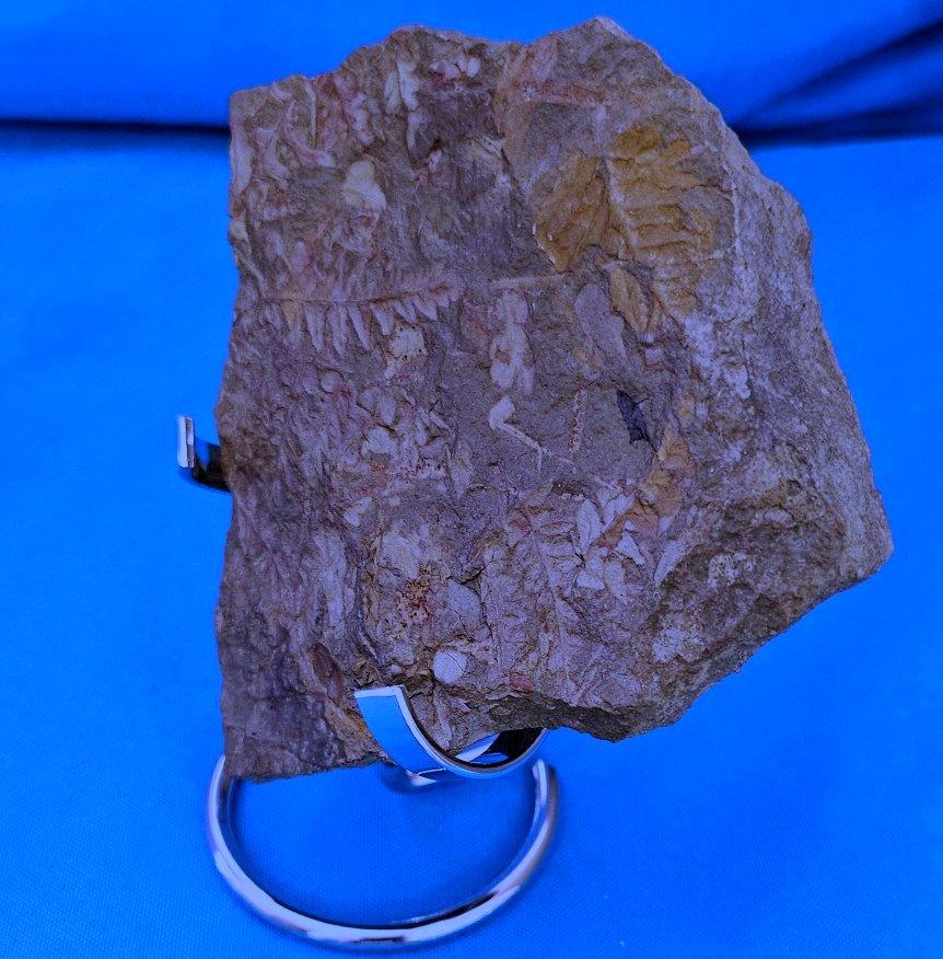 Spécimen de fougère arborescente naturelle Mariopteris Specimen, 300+ millions d'années en vente 8