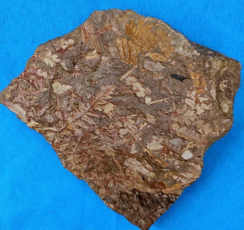 Spécimen de fougère arborescente naturelle Mariopteris Specimen, 300+ millions d'années en vente 9