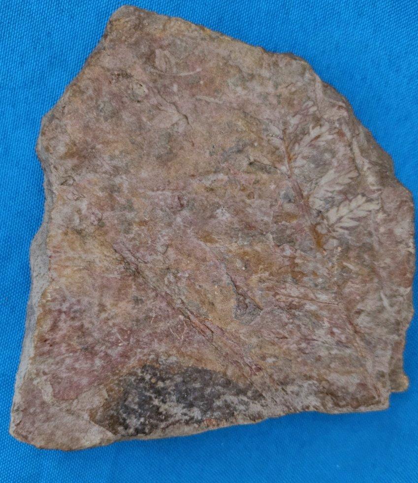 Spécimen de fougère arborescente naturelle Mariopteris Specimen, 300+ millions d'années en vente 10
