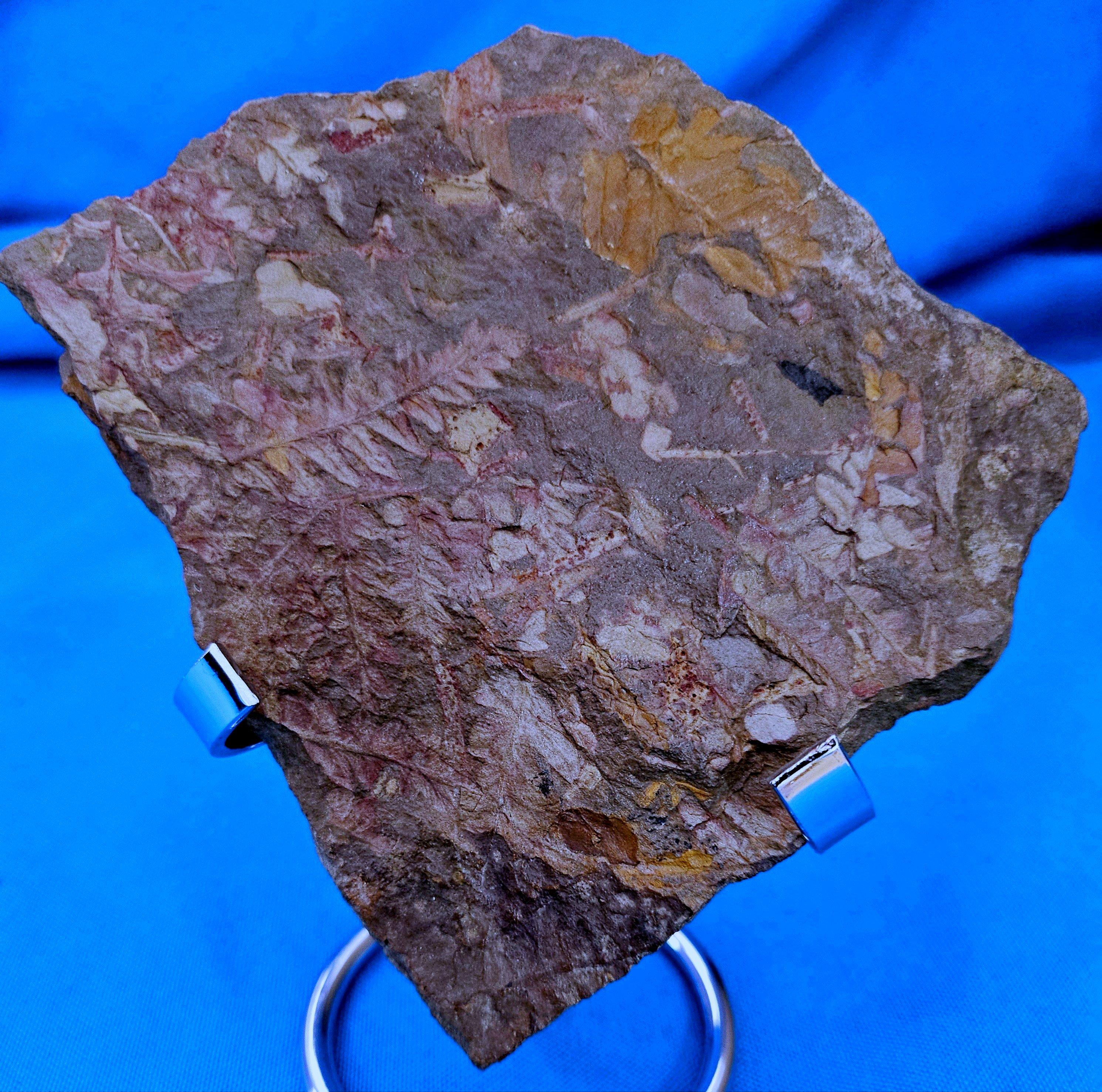 Spécimen de fougère arborescente naturelle Mariopteris Specimen, 300+ millions d'années
Découverte en Pennsylvanie. Les teintes apparaissent naturellement au fil du temps grâce au processus de minéralisation. Les teintes de ce spécimen varient en