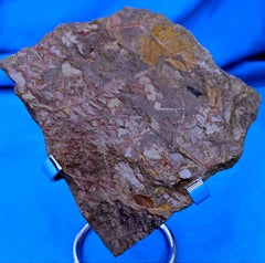 Spécimen de fougère arborescente naturelle Mariopteris Specimen, 300+ millions d'années