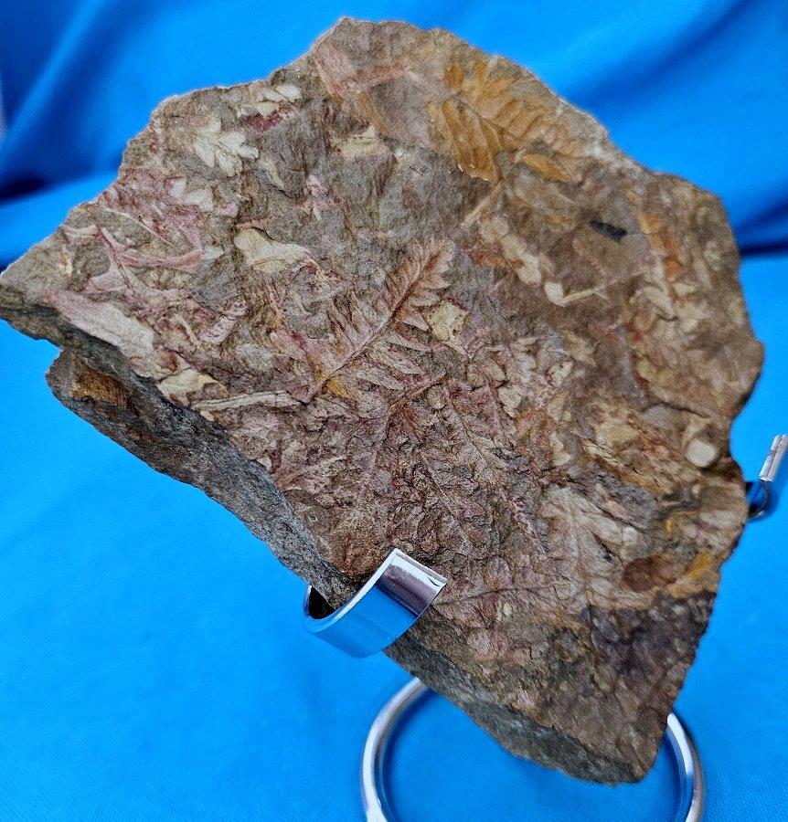Organique Spécimen de fougère arborescente naturelle Mariopteris Specimen, 300+ millions d'années en vente
