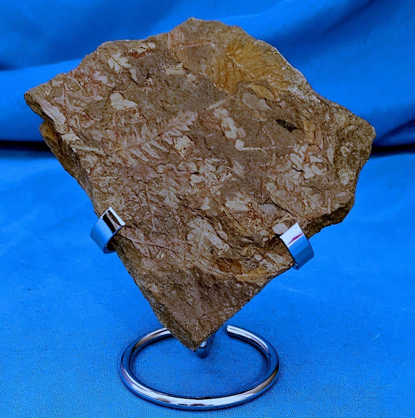 Américain Spécimen de fougère arborescente naturelle Mariopteris Specimen, 300+ millions d'années en vente