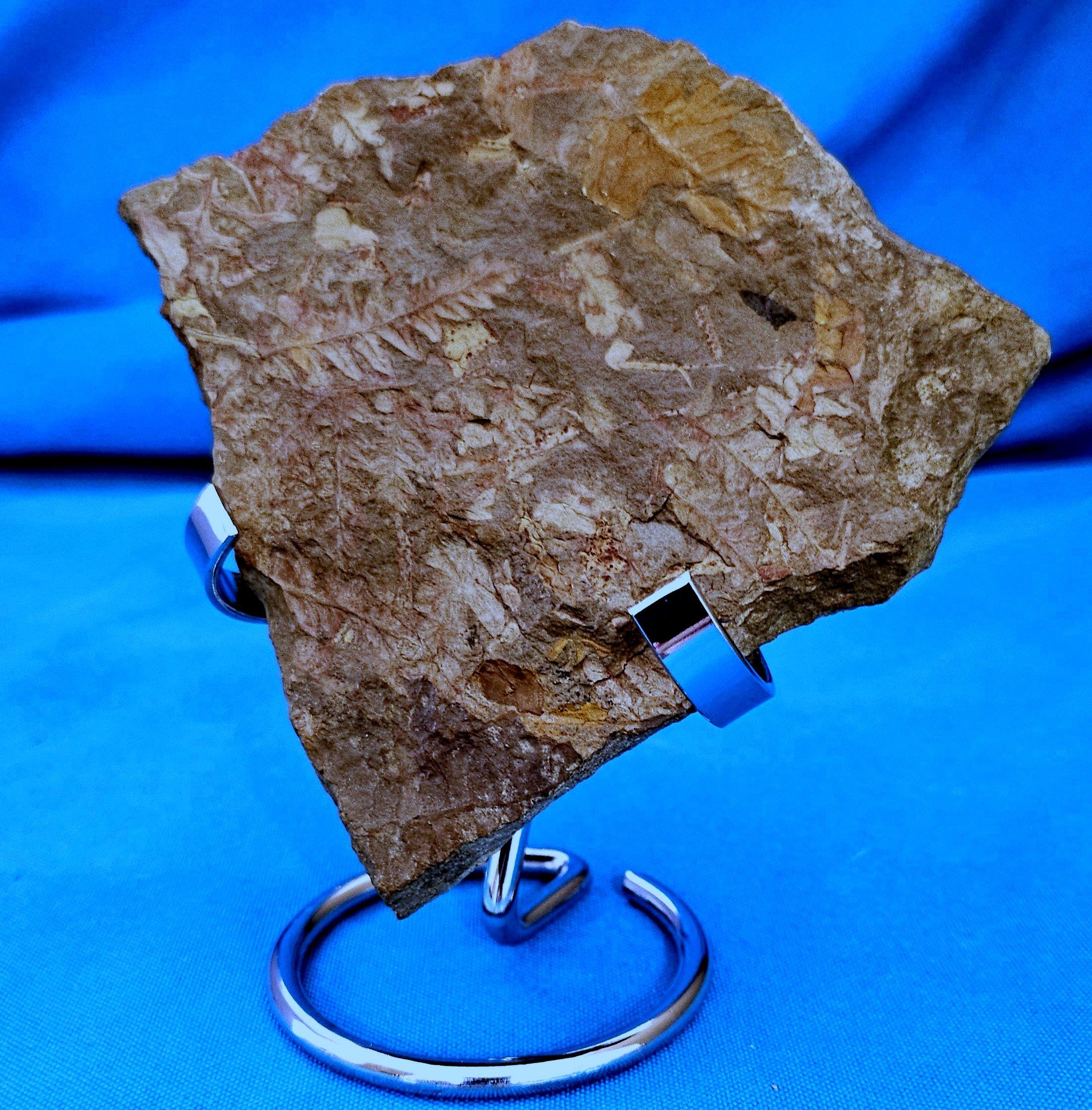 Autre Spécimen de fougère arborescente naturelle Mariopteris Specimen, 300+ millions d'années en vente