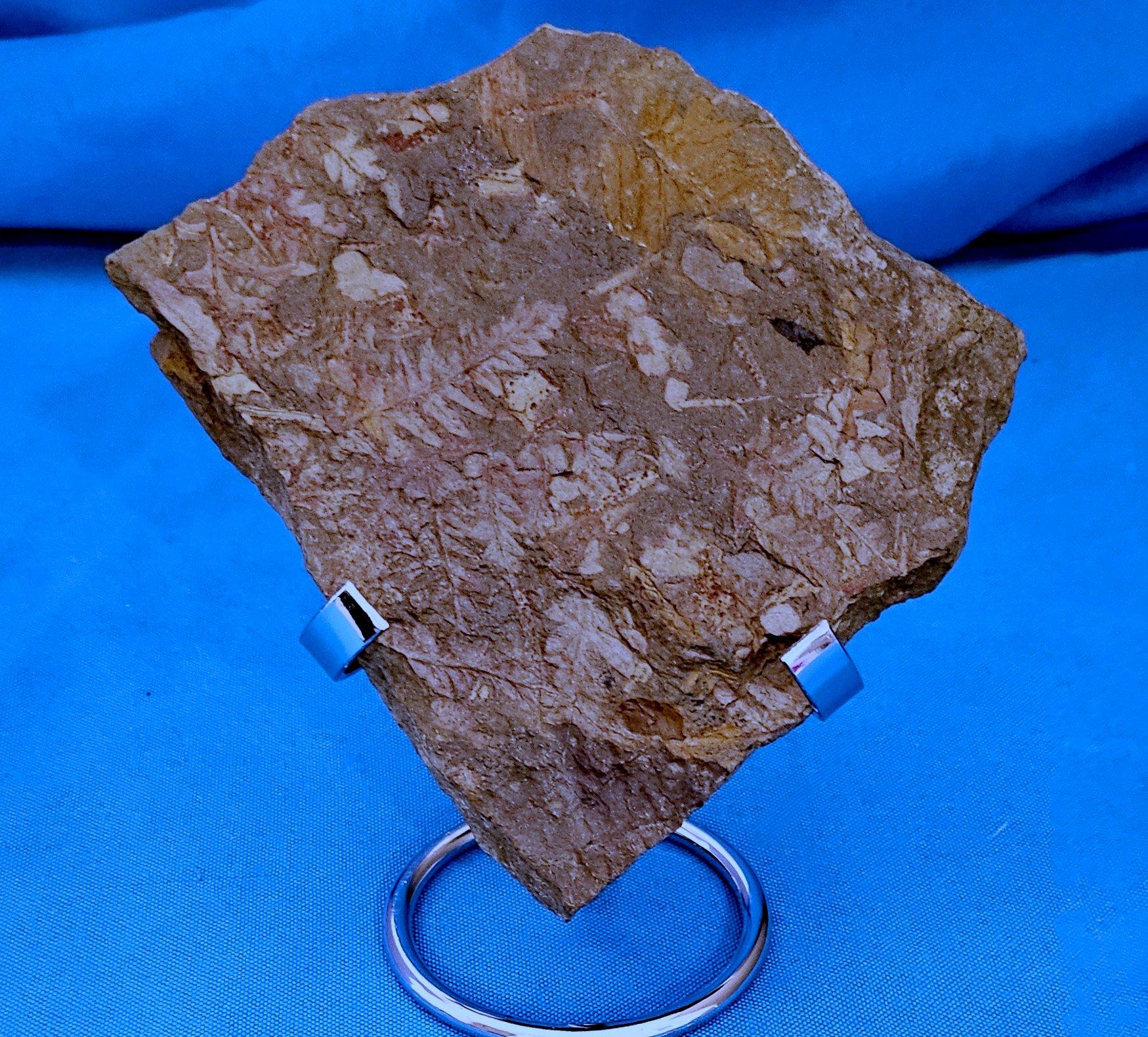Spécimen de fougère arborescente naturelle Mariopteris Specimen, 300+ millions d'années Bon état - En vente à Warrenton, OR
