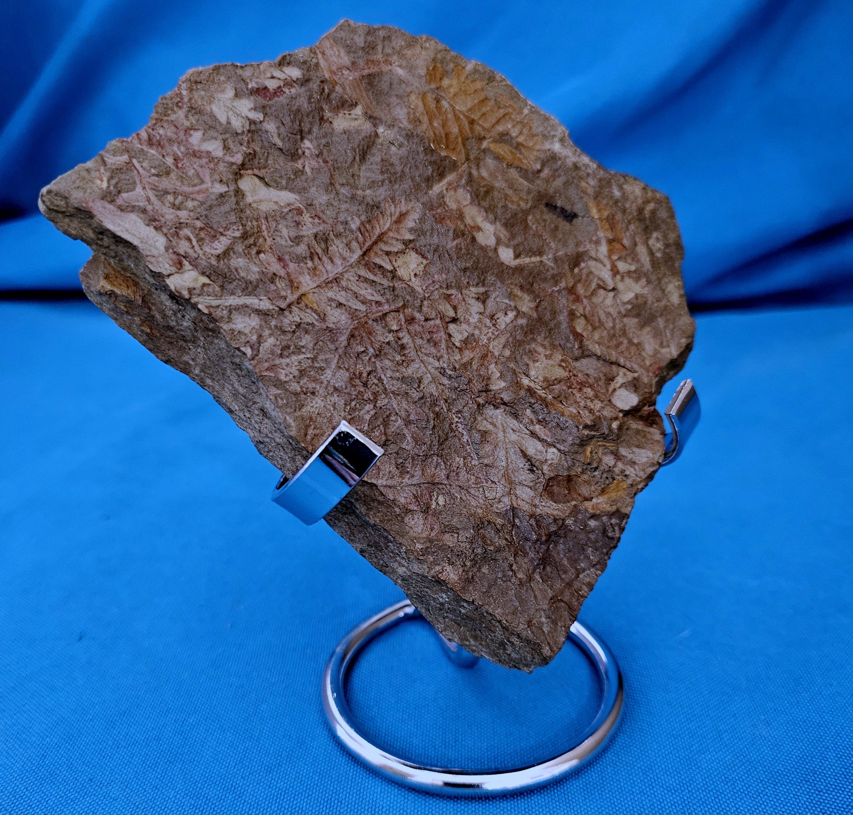 XVIIIe siècle et antérieur Spécimen de fougère arborescente naturelle Mariopteris Specimen, 300+ millions d'années en vente