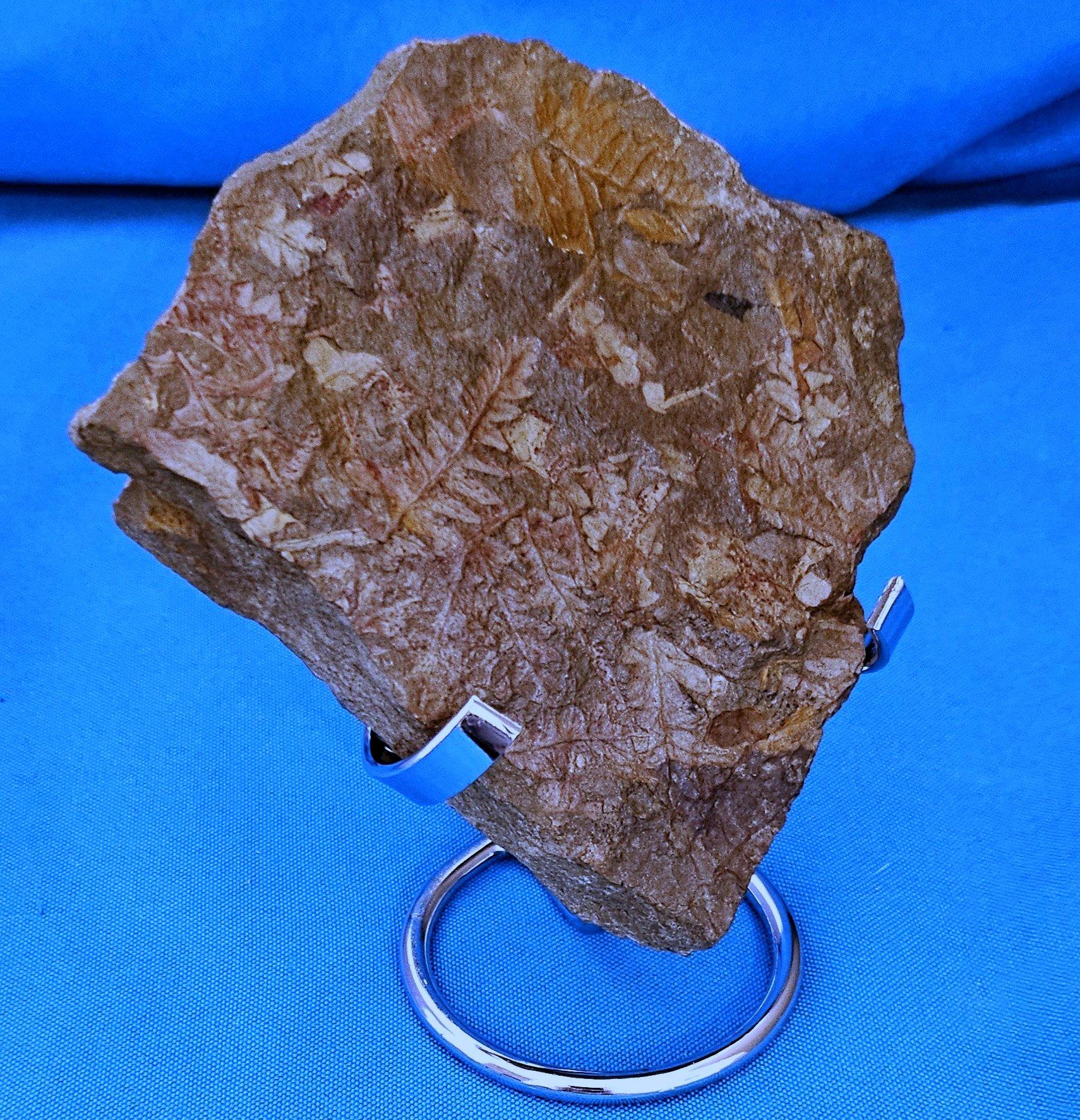 Matériaux organiques Spécimen de fougère arborescente naturelle Mariopteris Specimen, 300+ millions d'années en vente