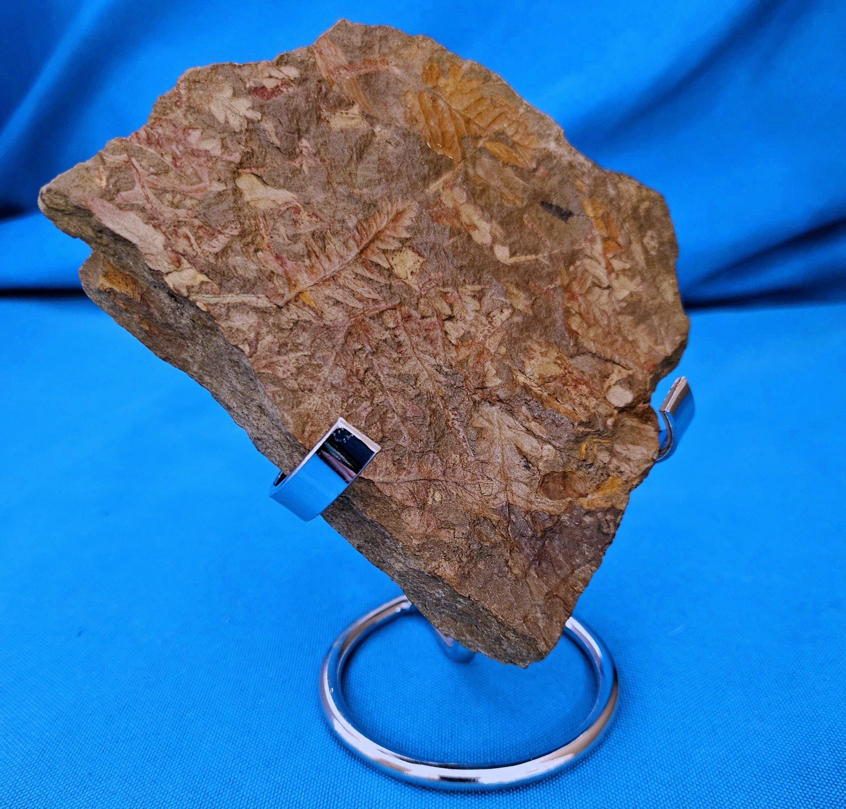 Spécimen de fougère arborescente naturelle Mariopteris Specimen, 300+ millions d'années en vente 1