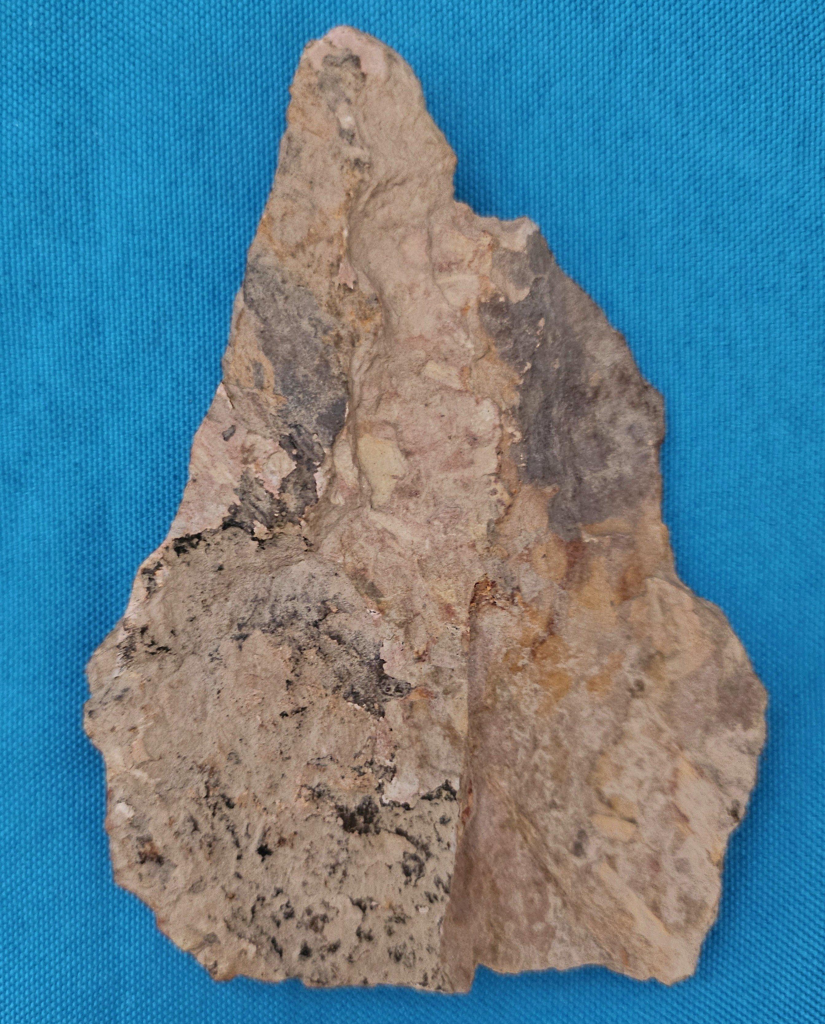 Spécimen de fougère arborescente naturelle Mariopteris Specimen de plus de 300 millions d'années en vente 2
