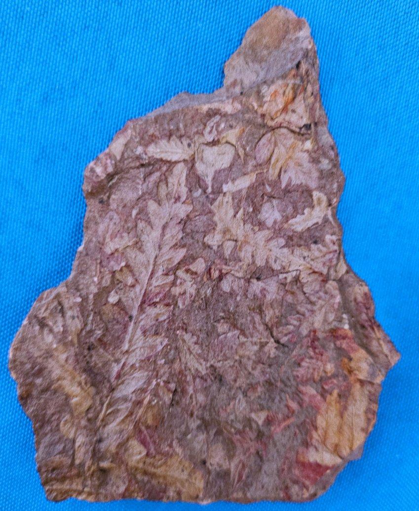 Spécimen de fougère arborescente naturelle Mariopteris Specimen de plus de 300 millions d'années
Découverte en Pennsylvanie. Les teintes apparaissent naturellement au fil du temps grâce au processus de minéralisation. Les teintes de ce spécimen sont