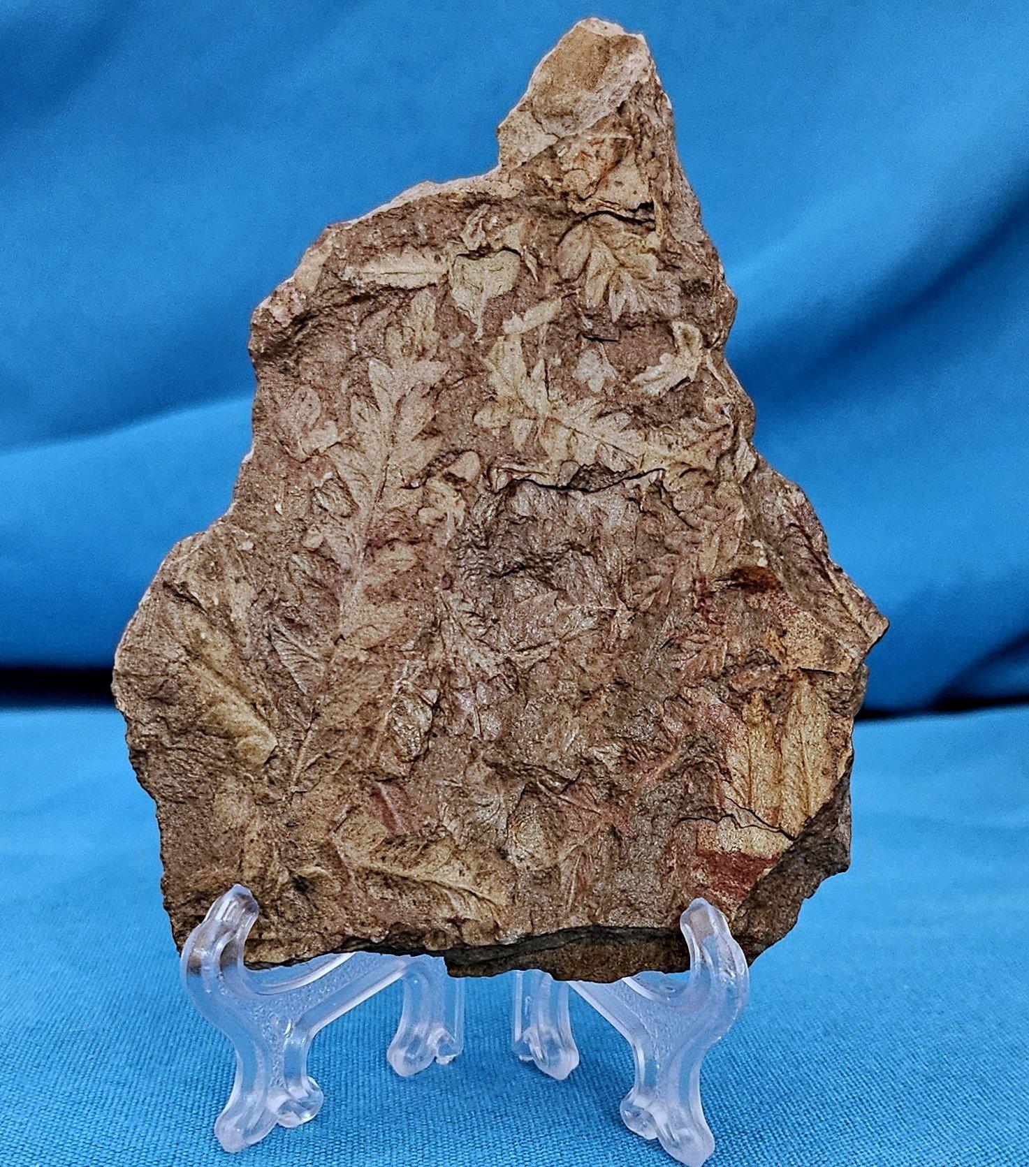 Organique Spécimen de fougère arborescente naturelle Mariopteris Specimen de plus de 300 millions d'années en vente