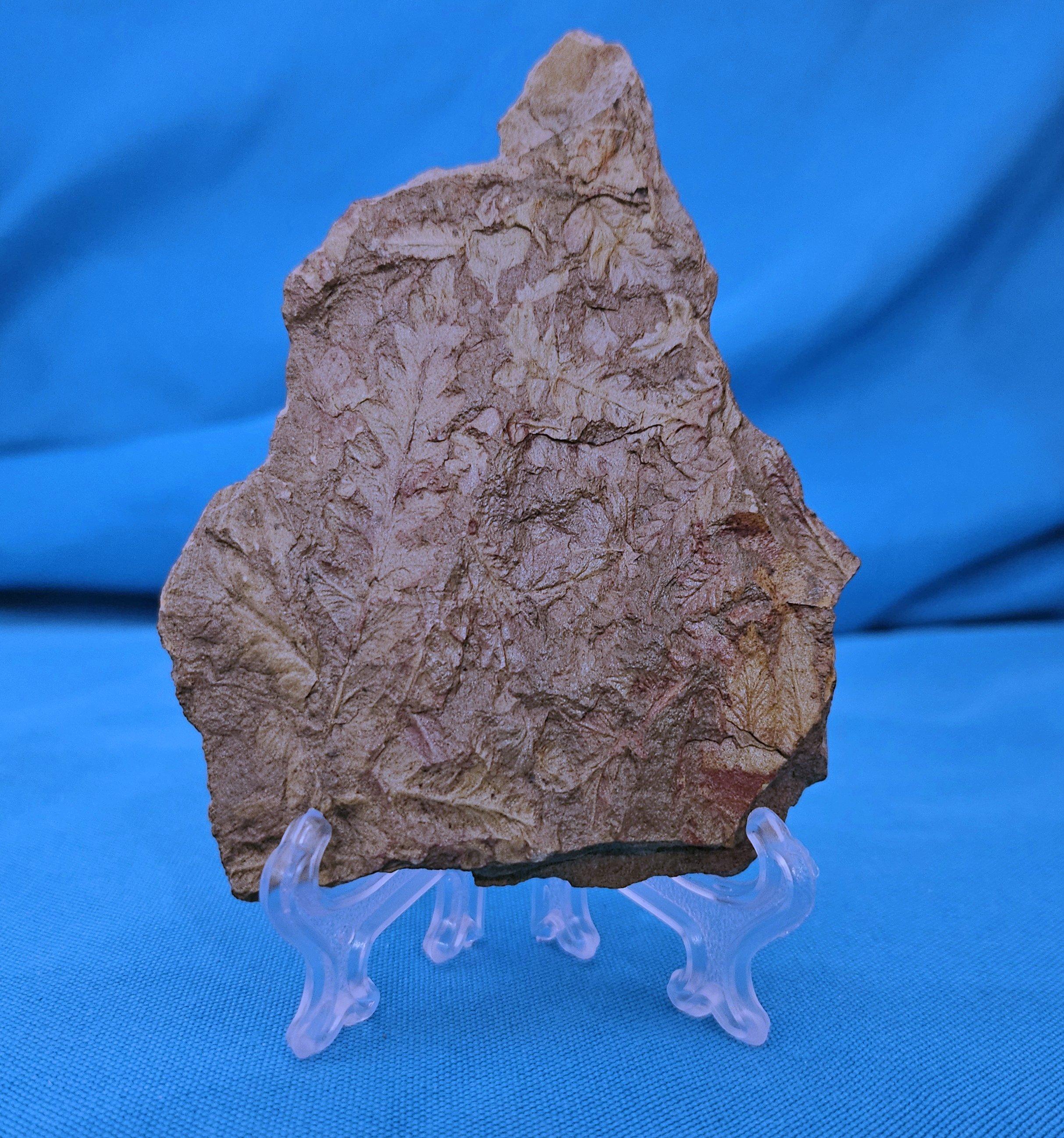 Autre Spécimen de fougère arborescente naturelle Mariopteris Specimen de plus de 300 millions d'années en vente