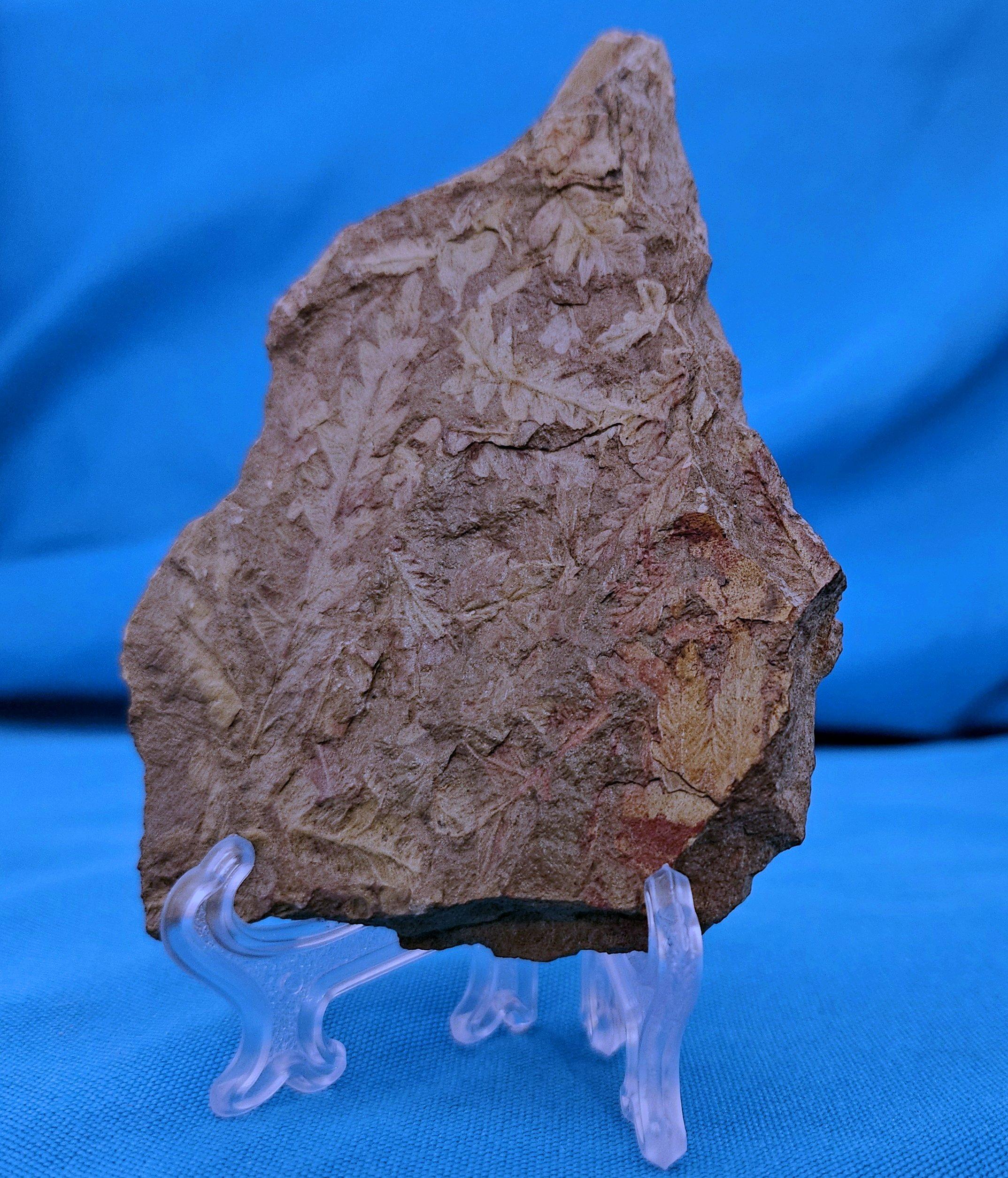 XVIIIe siècle et antérieur Spécimen de fougère arborescente naturelle Mariopteris Specimen de plus de 300 millions d'années en vente