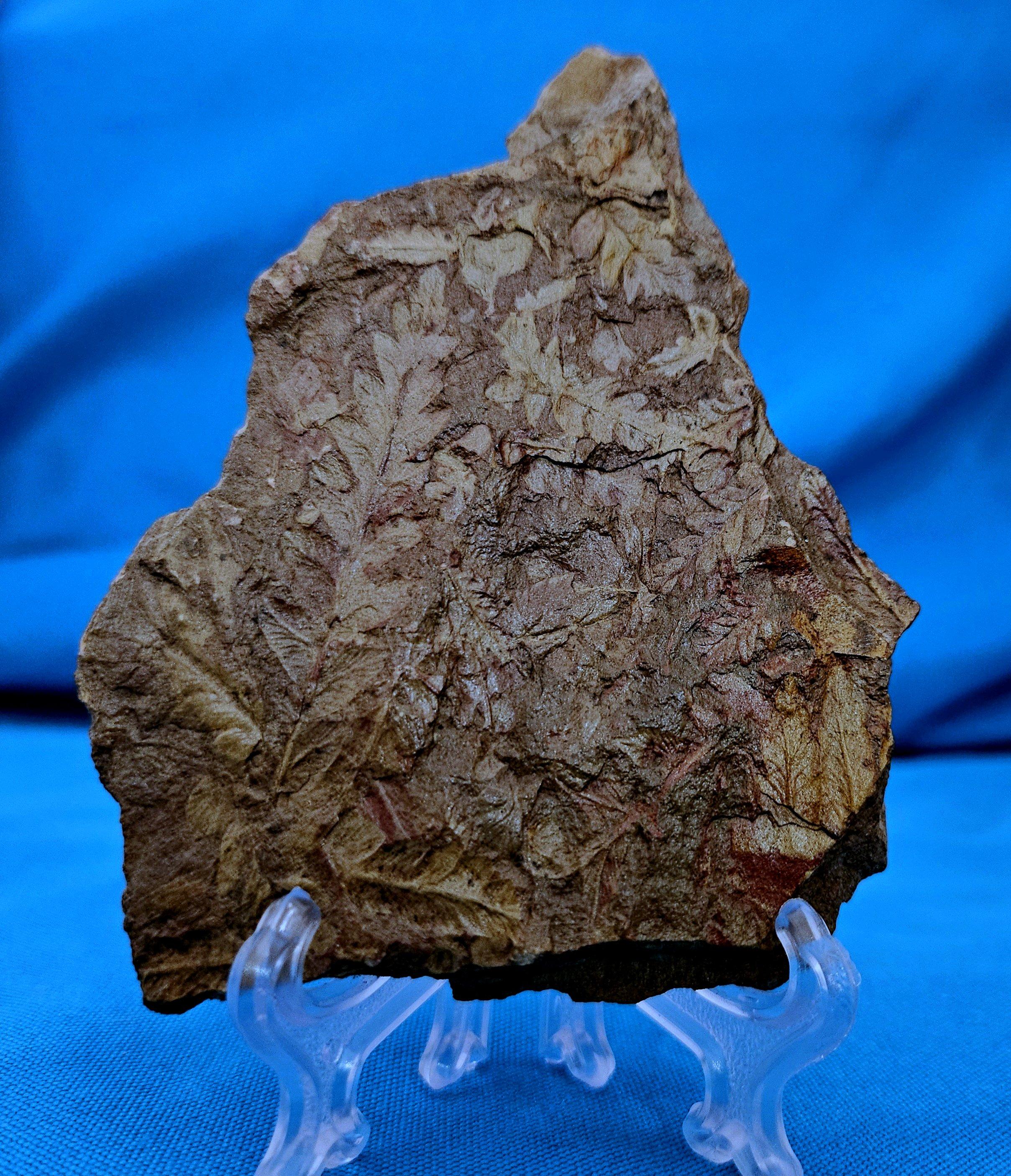 Matériaux organiques Spécimen de fougère arborescente naturelle Mariopteris Specimen de plus de 300 millions d'années en vente