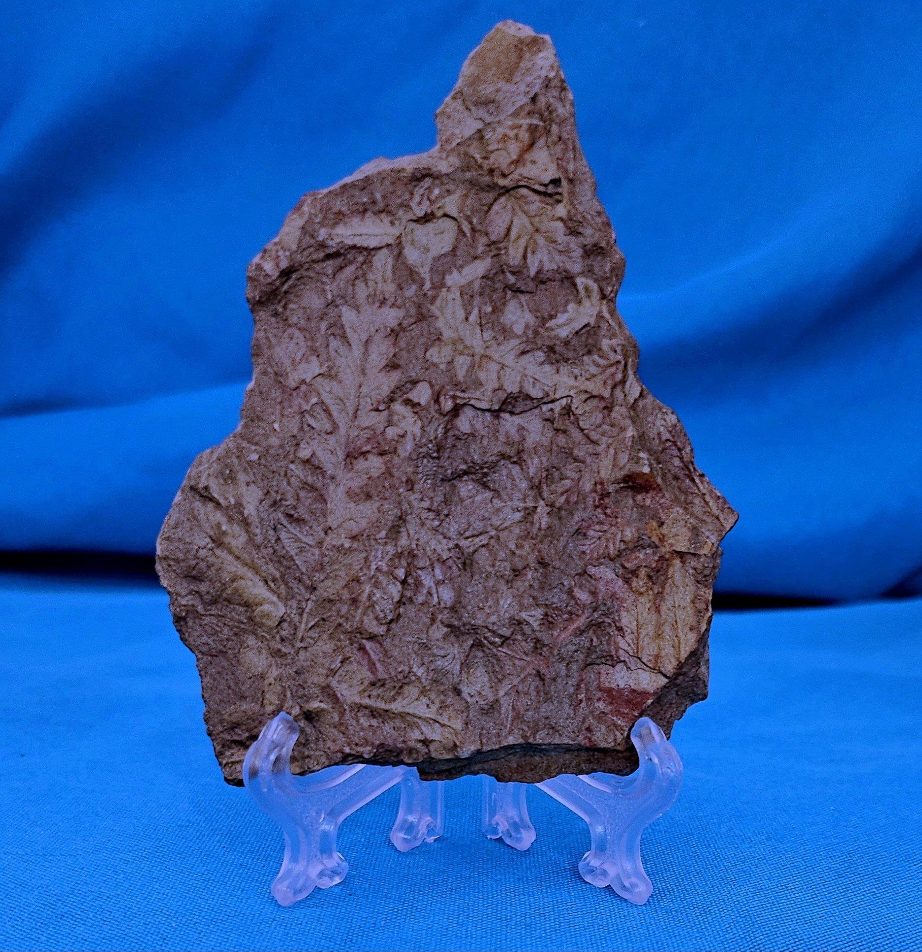 Spécimen de fougère arborescente naturelle Mariopteris Specimen de plus de 300 millions d'années en vente 1